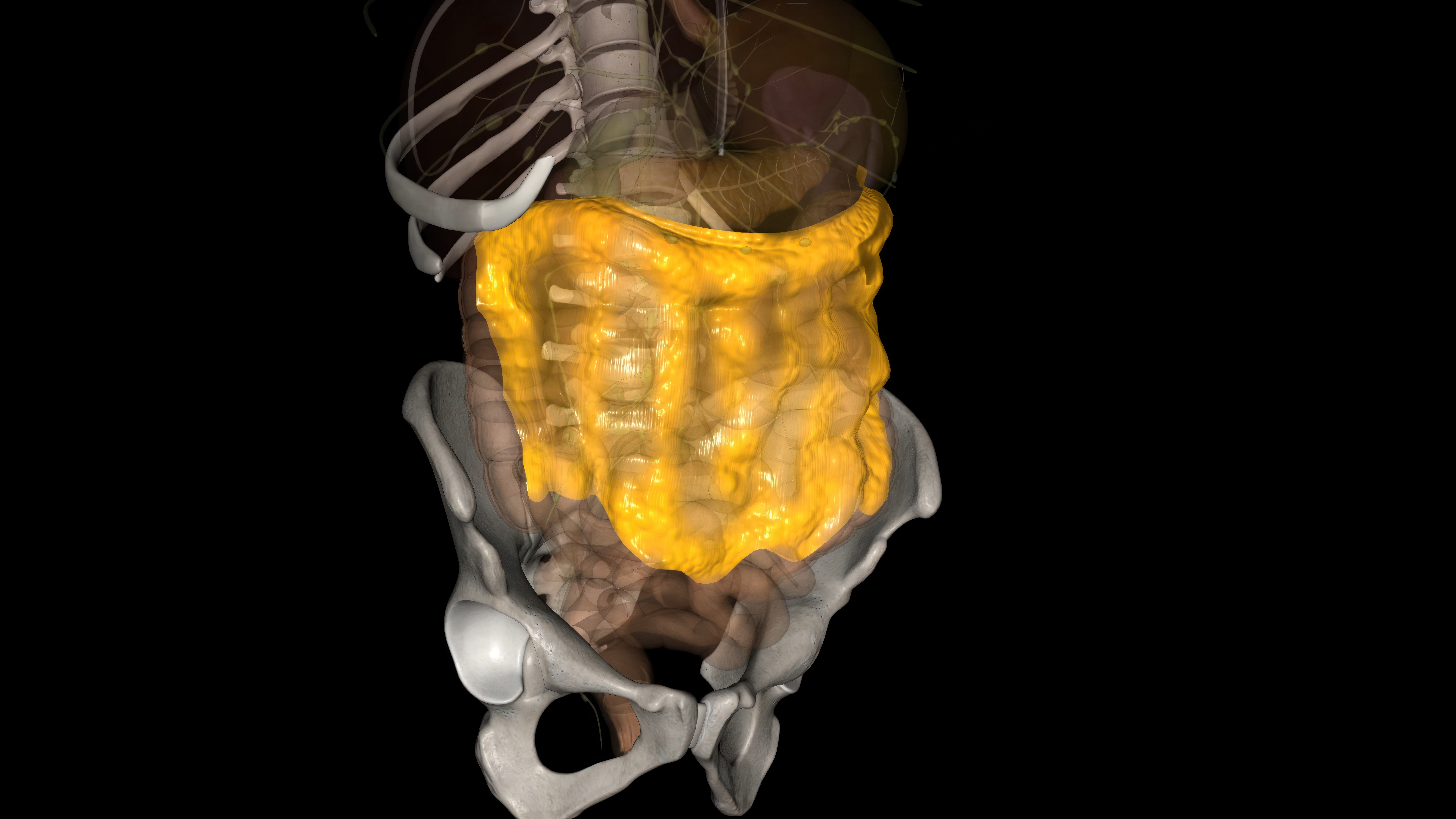 Digital illustration of human digestive organs, showing intestines and pelvis in a semi-transparent anatomical view
