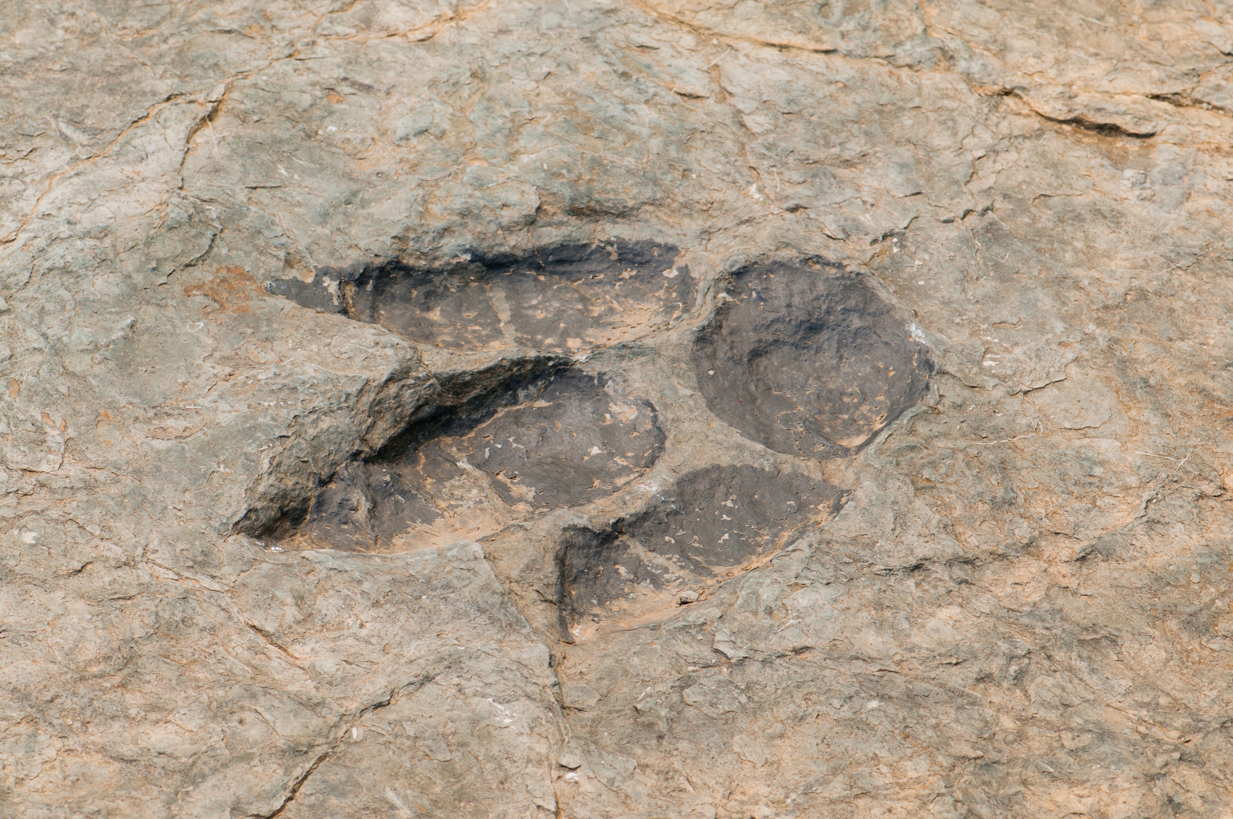 Dinosaur footprint fossil imprinted in rock surface, showcasing three distinct toes