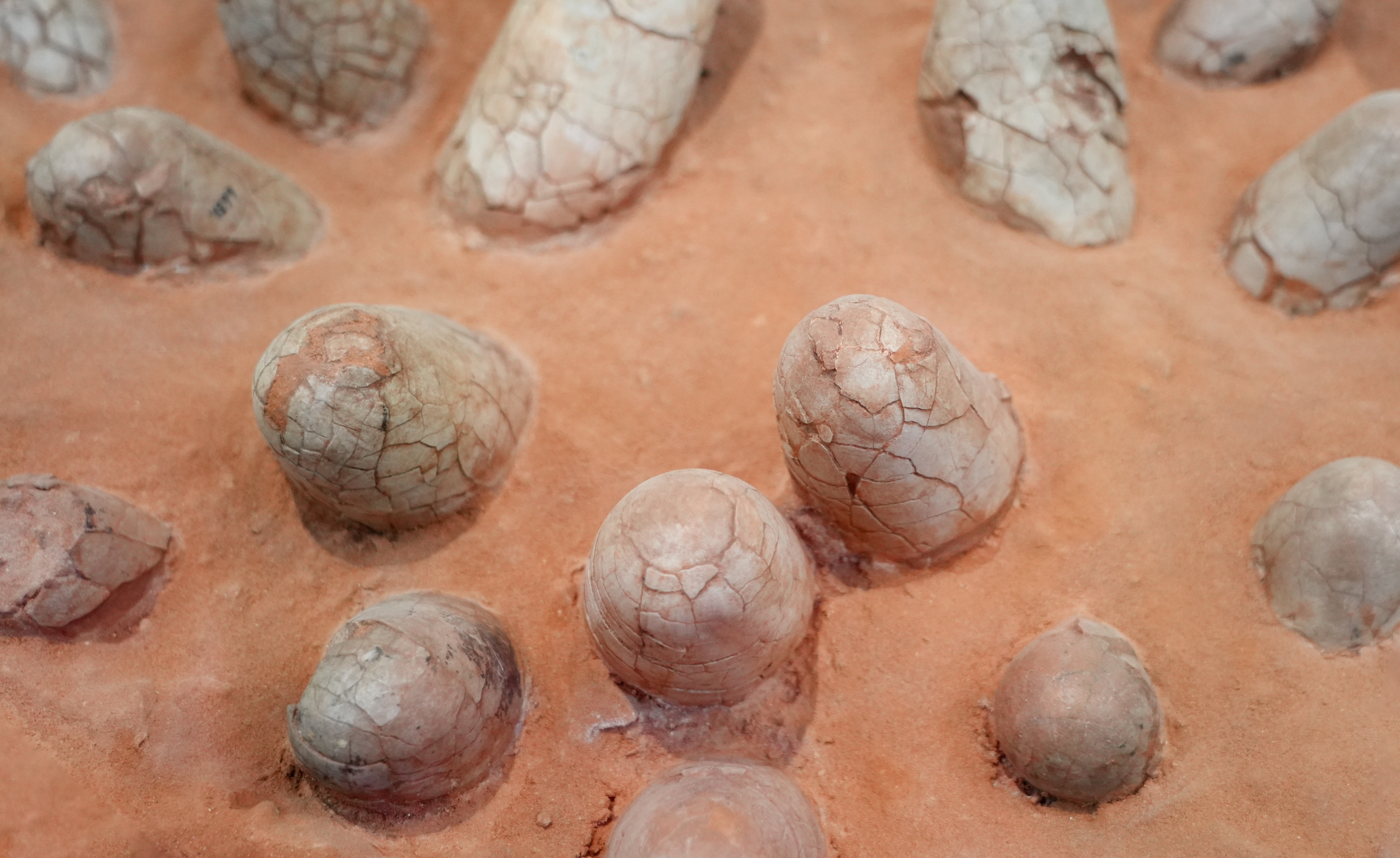 Close-up of dinosaur egg fossils partially buried in sand, showcasing their texture and natural setting in a nesting area