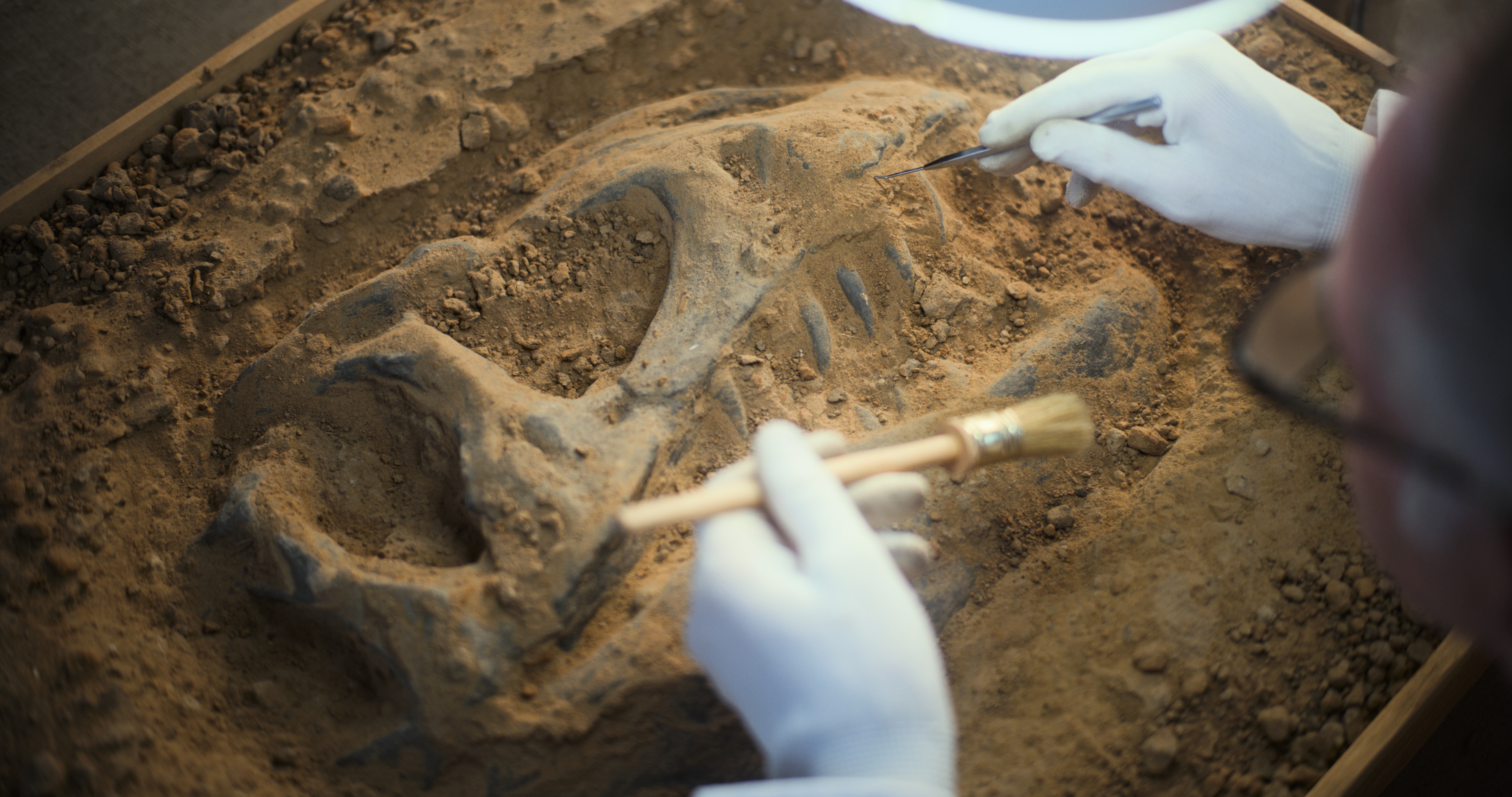 Archaeologists carefully uncover a dinosaur skull fossil with brushes, revealing detailed bone structure in a dirt excavation site