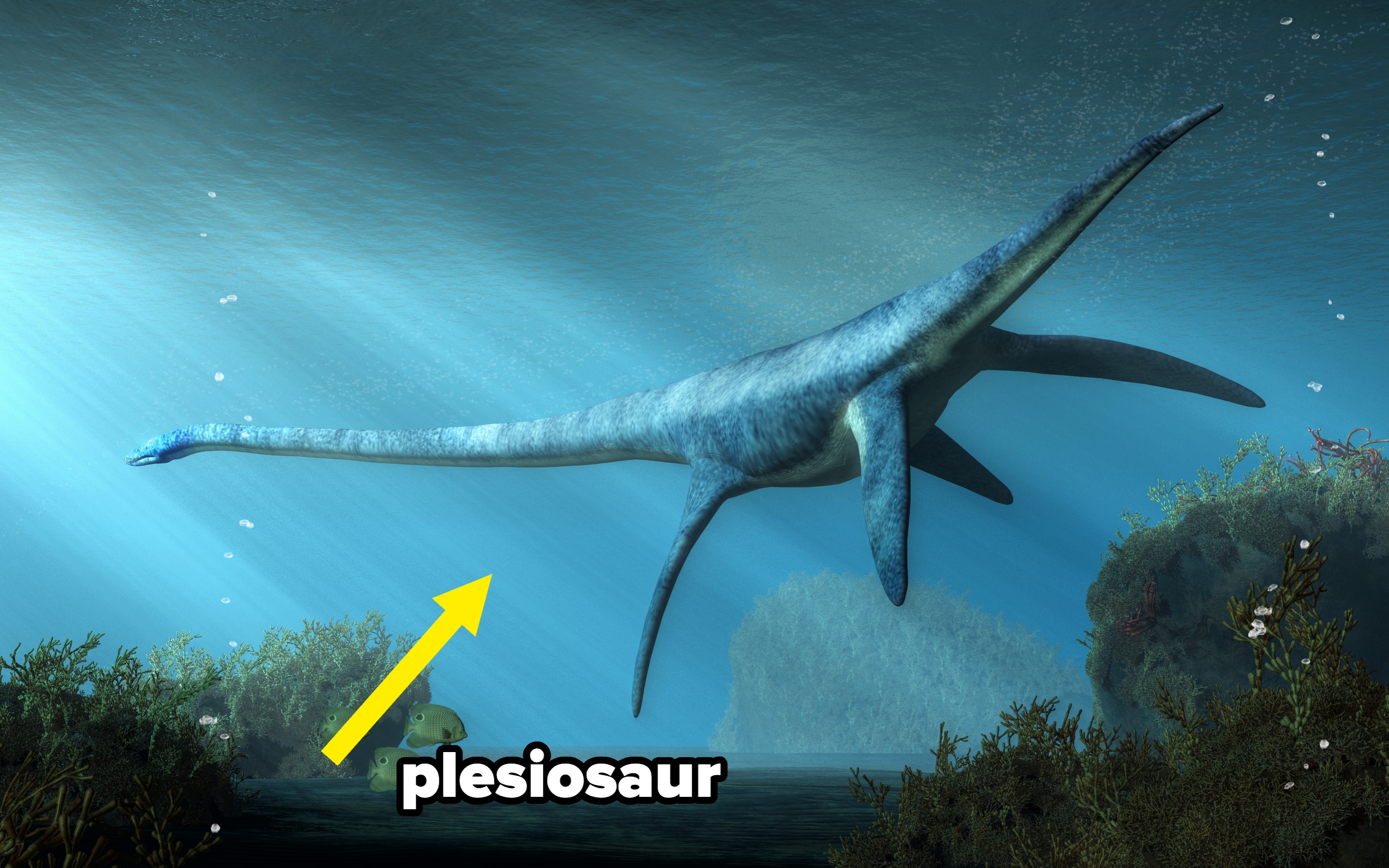A long-necked plesiosaur swims underwater, surrounded by small fish and sea plants