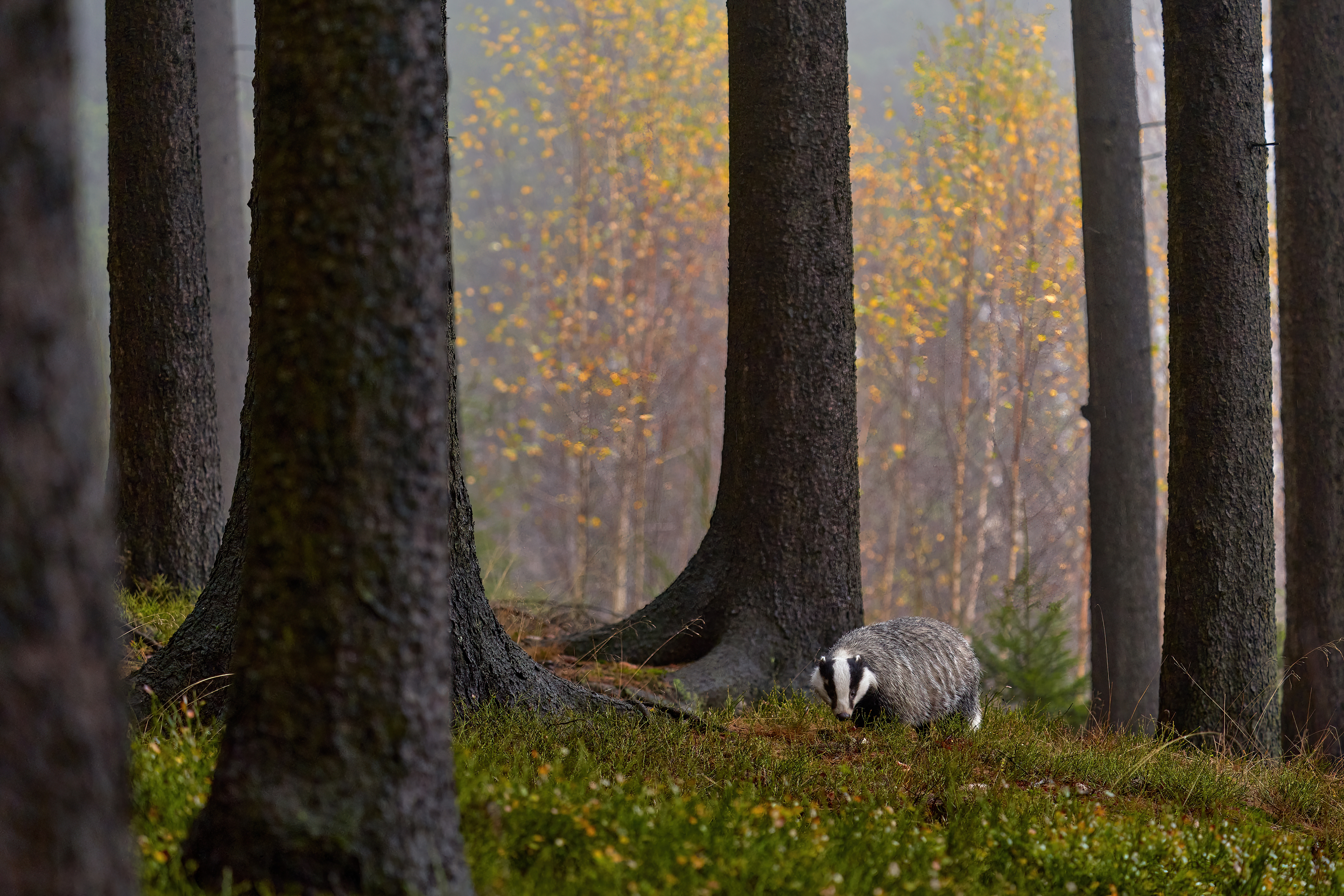 Badger walking through a forest with tall trees and autumn leaves in the background