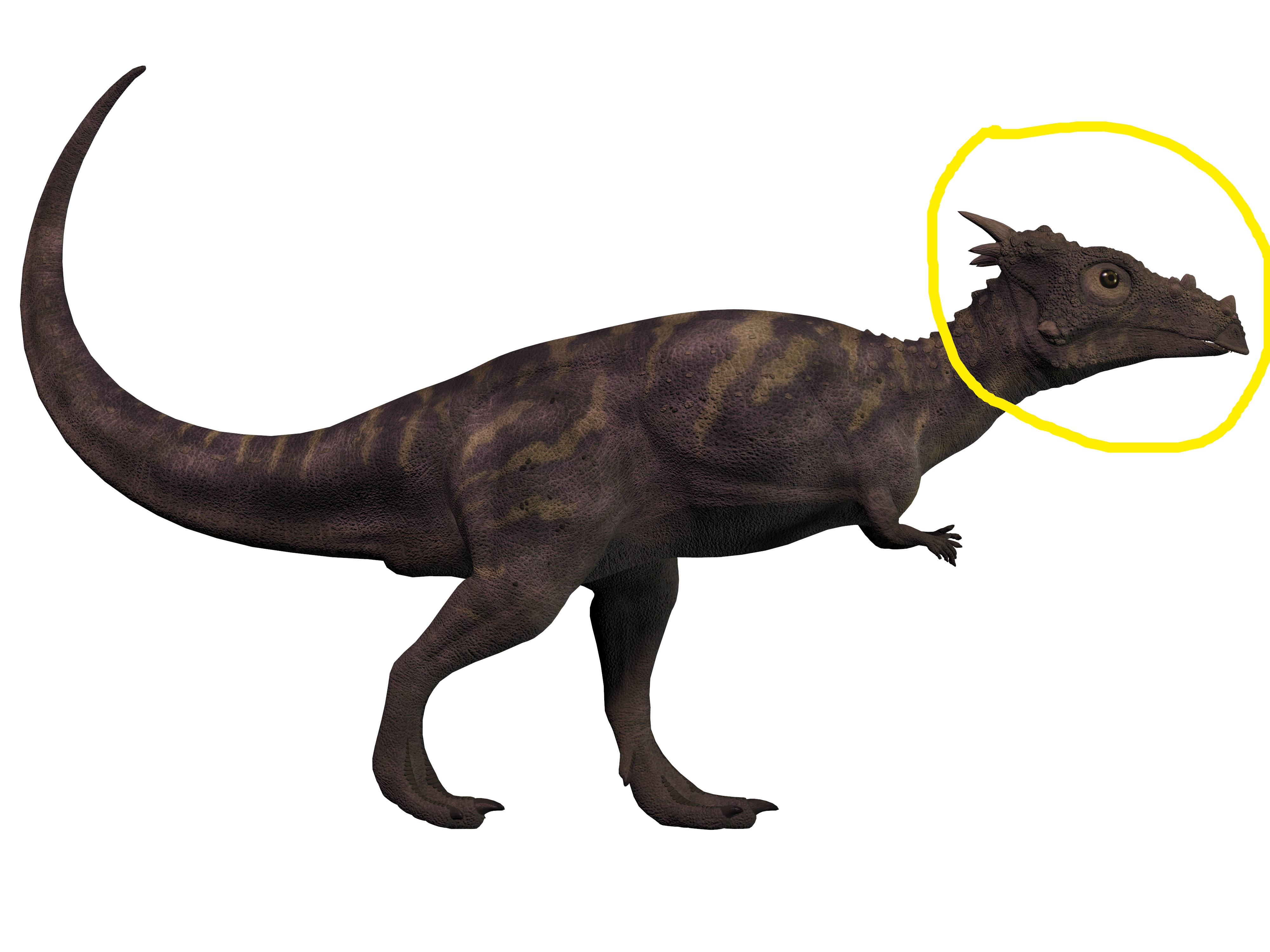 A detailed 3D rendering of a dinosaur with a pointed head and long tail, standing upright against a plain background