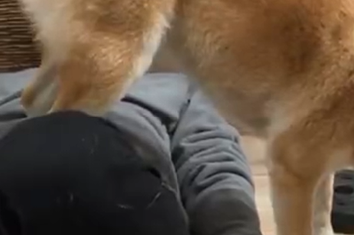 ありえない姿勢でご飯をたべるもなかまるちゃん / 名犬もなかまるさんのX（@meikenmonaka0）より