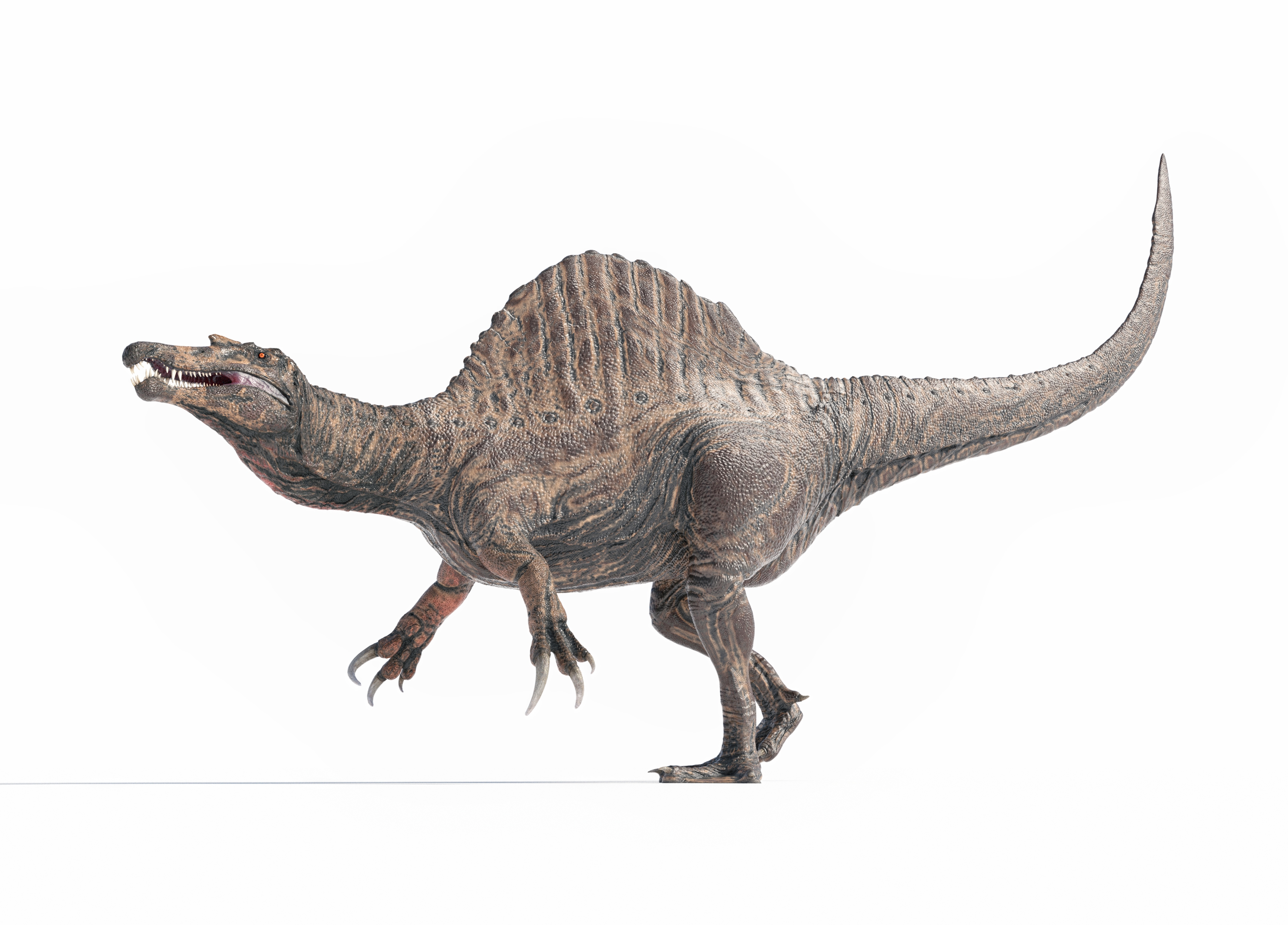 A Spinosaurus from the side with its distinctive sail-like spine, long tail, and open mouth displaying sharp teeth