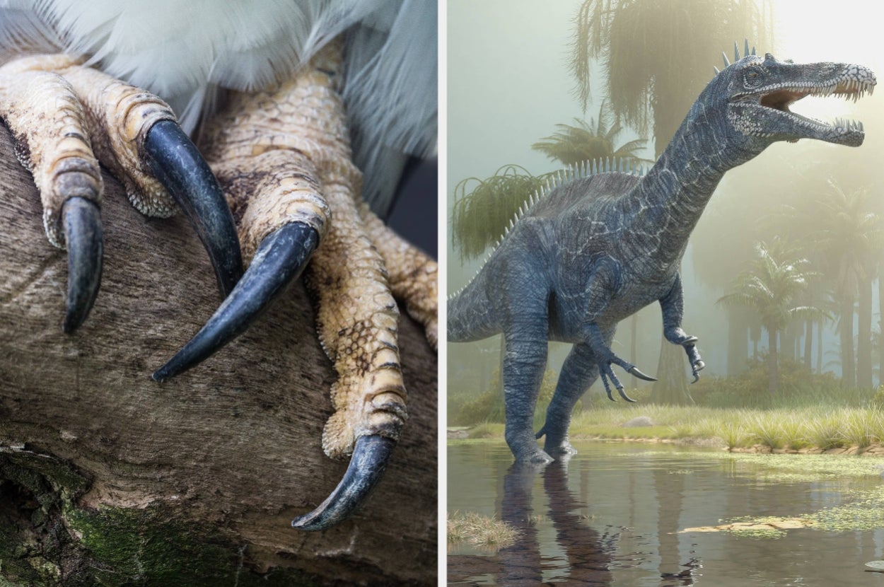 26 Dinosaur Facts That Are So Absolutely Bonkers I'm Questioning My Entire Education Right Now