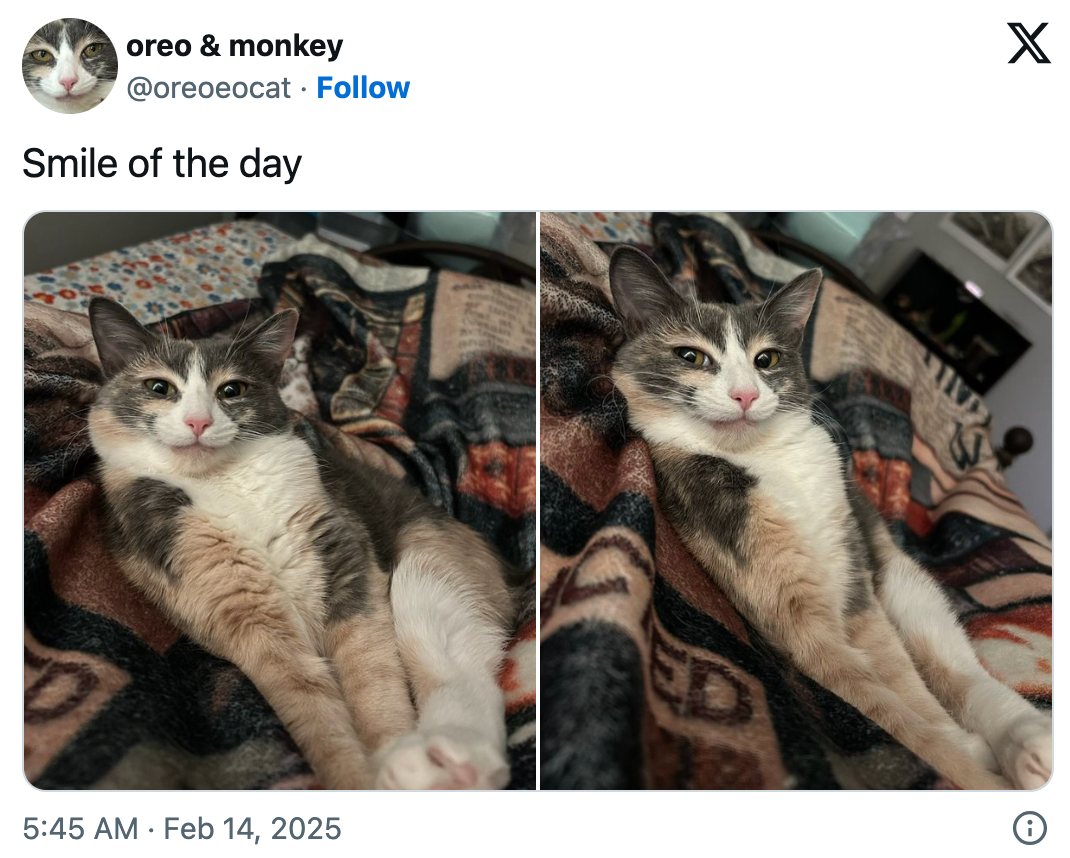 To bilder side om side av en avslappet katt som ligger på et mønstret teppe. Tekst lyder: & quot; Smile of the Day. & Quot;