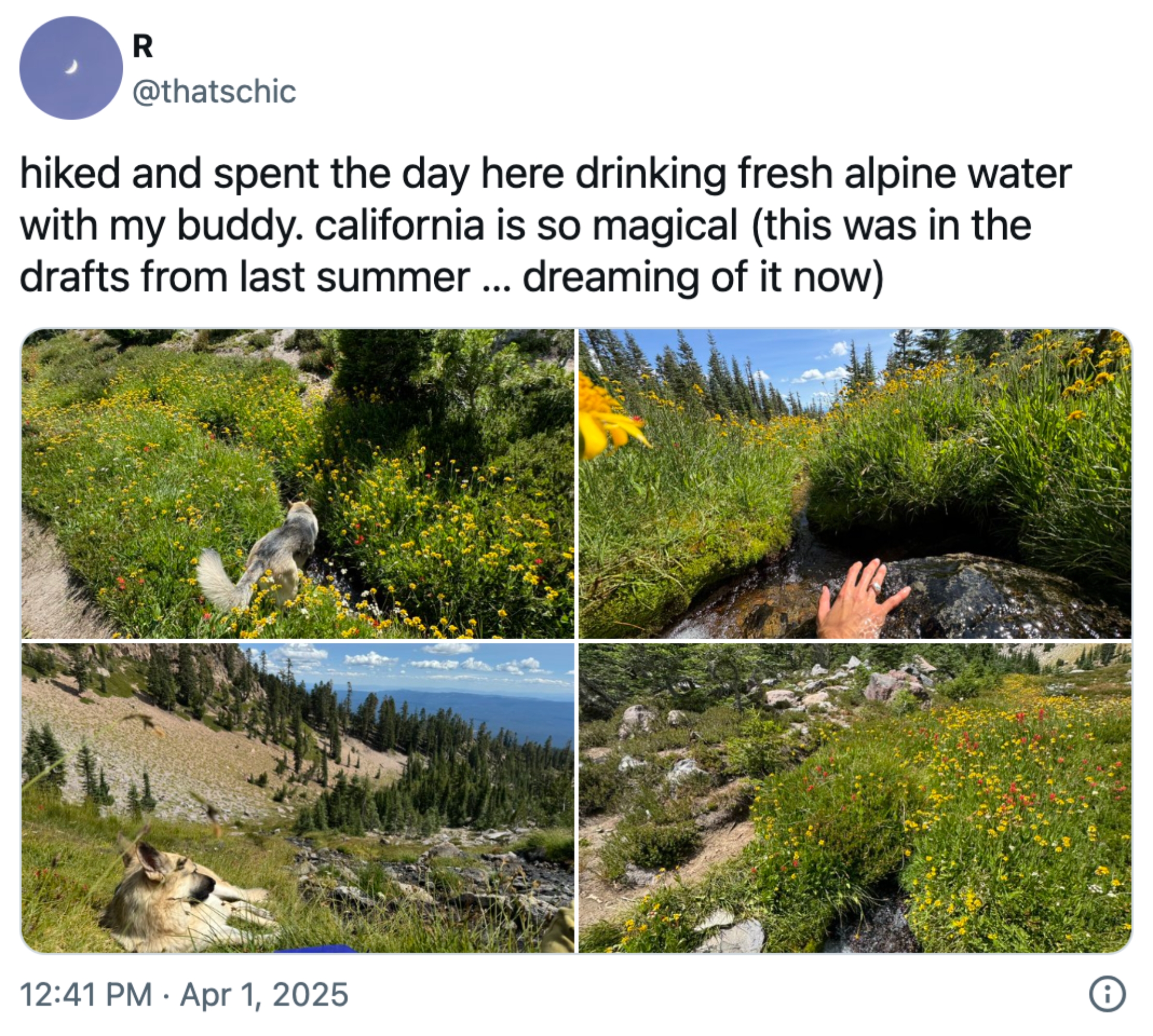 Collage av fire bilder som viser en naturskjønn fottur i California 's alpine region, med en hund som utforsker og en persons hånd som berører grøntområdet