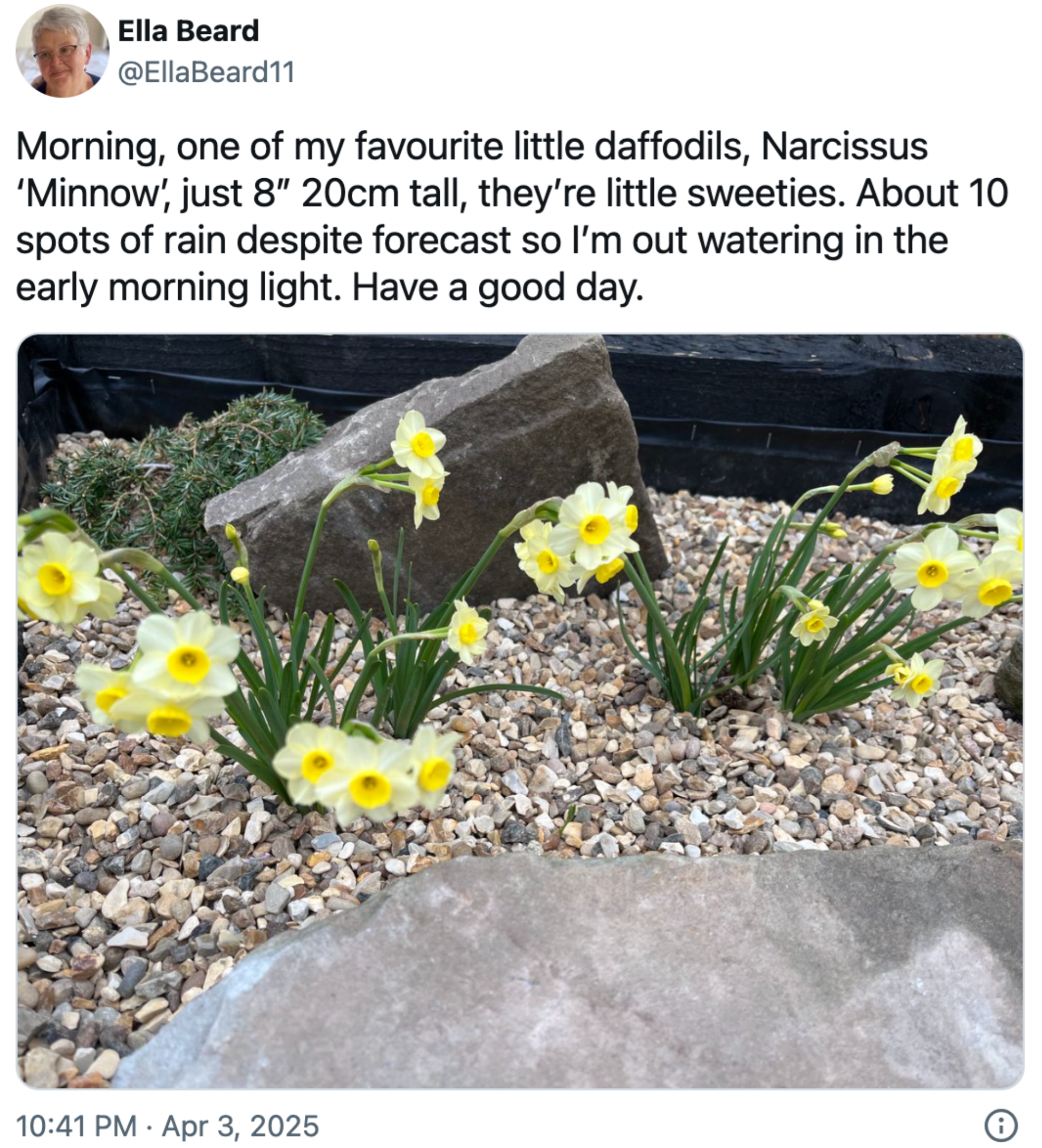 Små påskeliljer merket Narcissus ' Minnow ' i en hageområde; En tweet beskriver plantene og en morgenvannsrutine