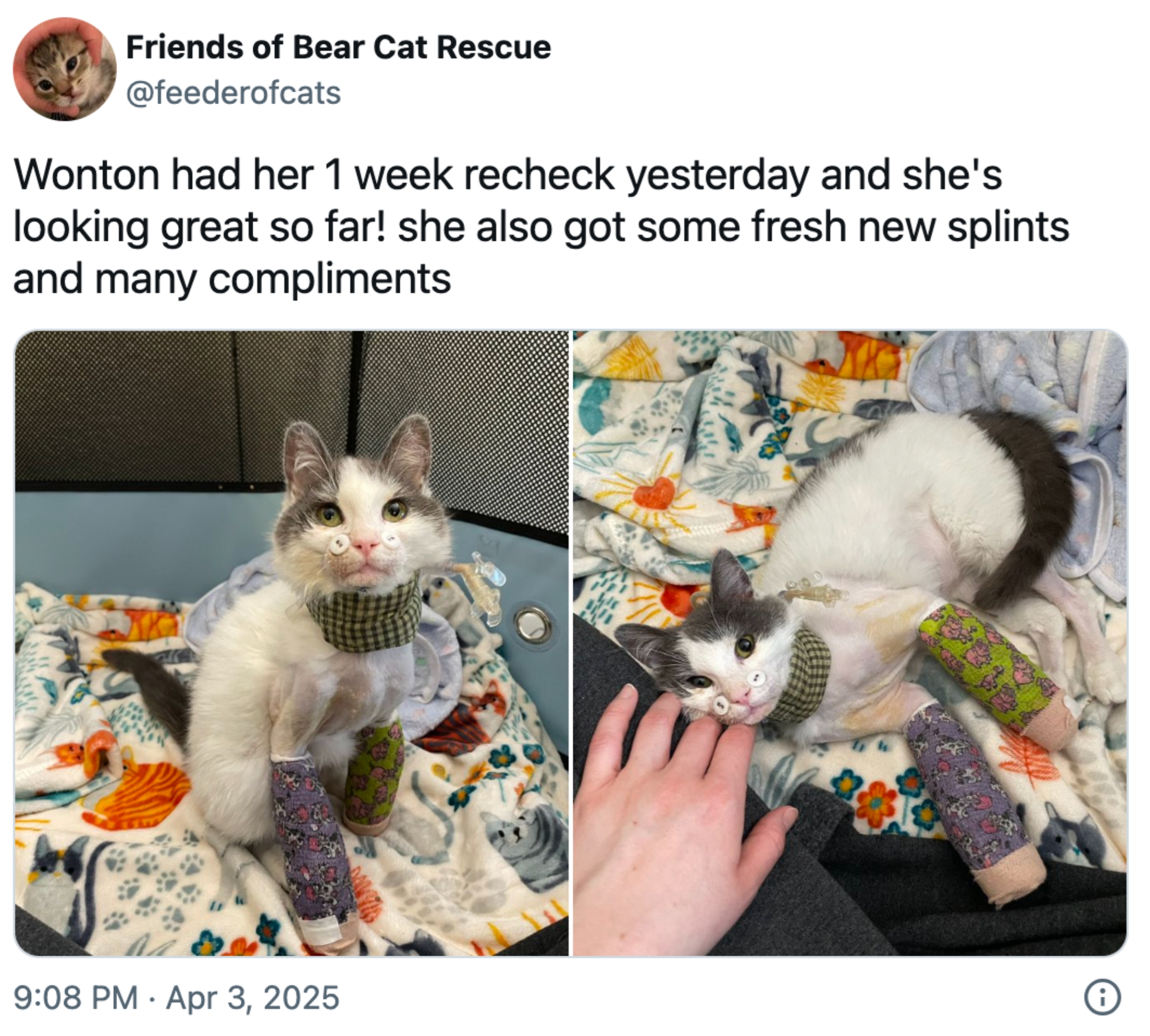 Katt iført splinter, ligger på et teppe. Tekst diskuterer positiv veterinærsjekk for katten som heter Wonton