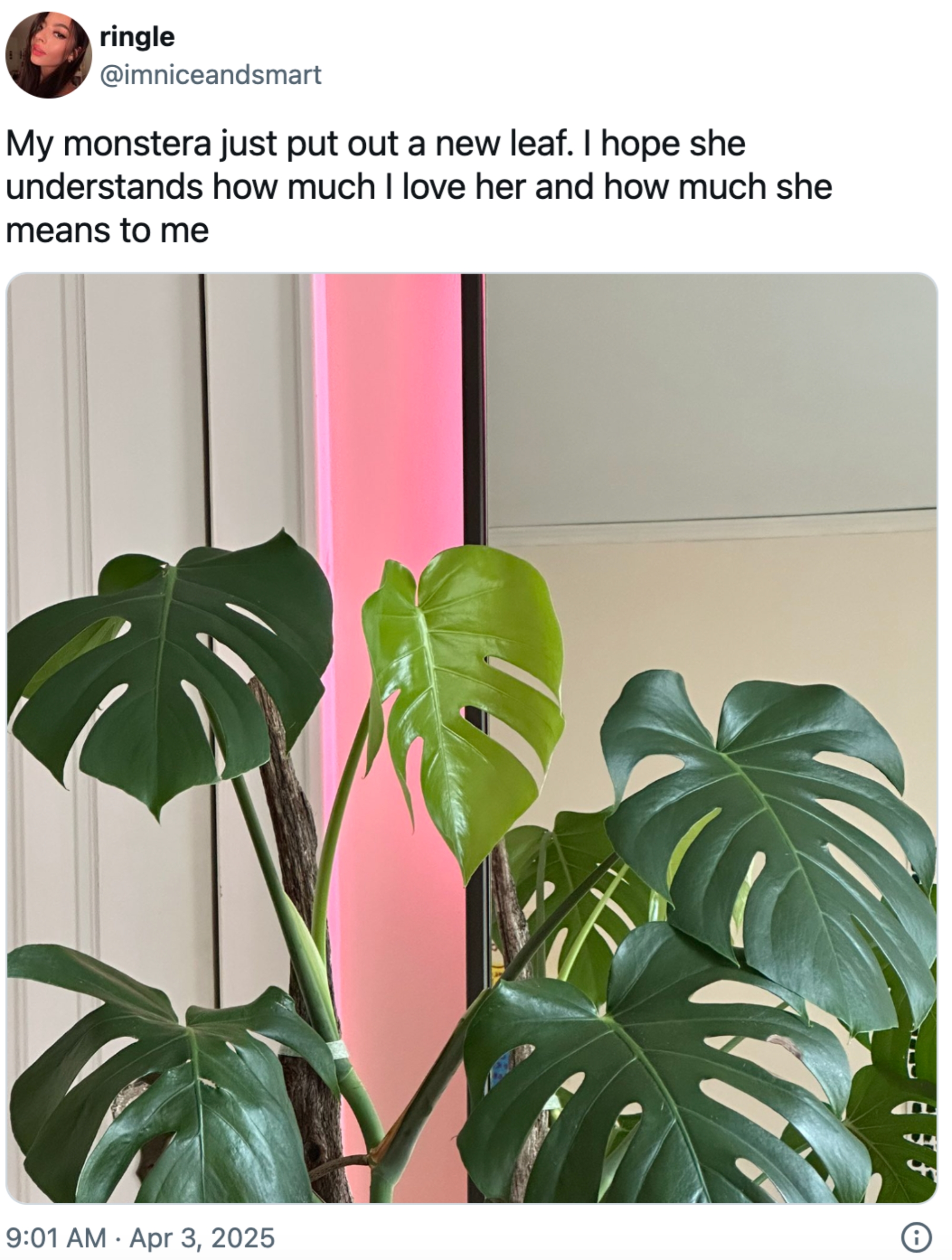 Foto av en monstera -plante med et nytt blad. Overlagret tekst uttrykker eierens kjærlighet og betydning for anlegget