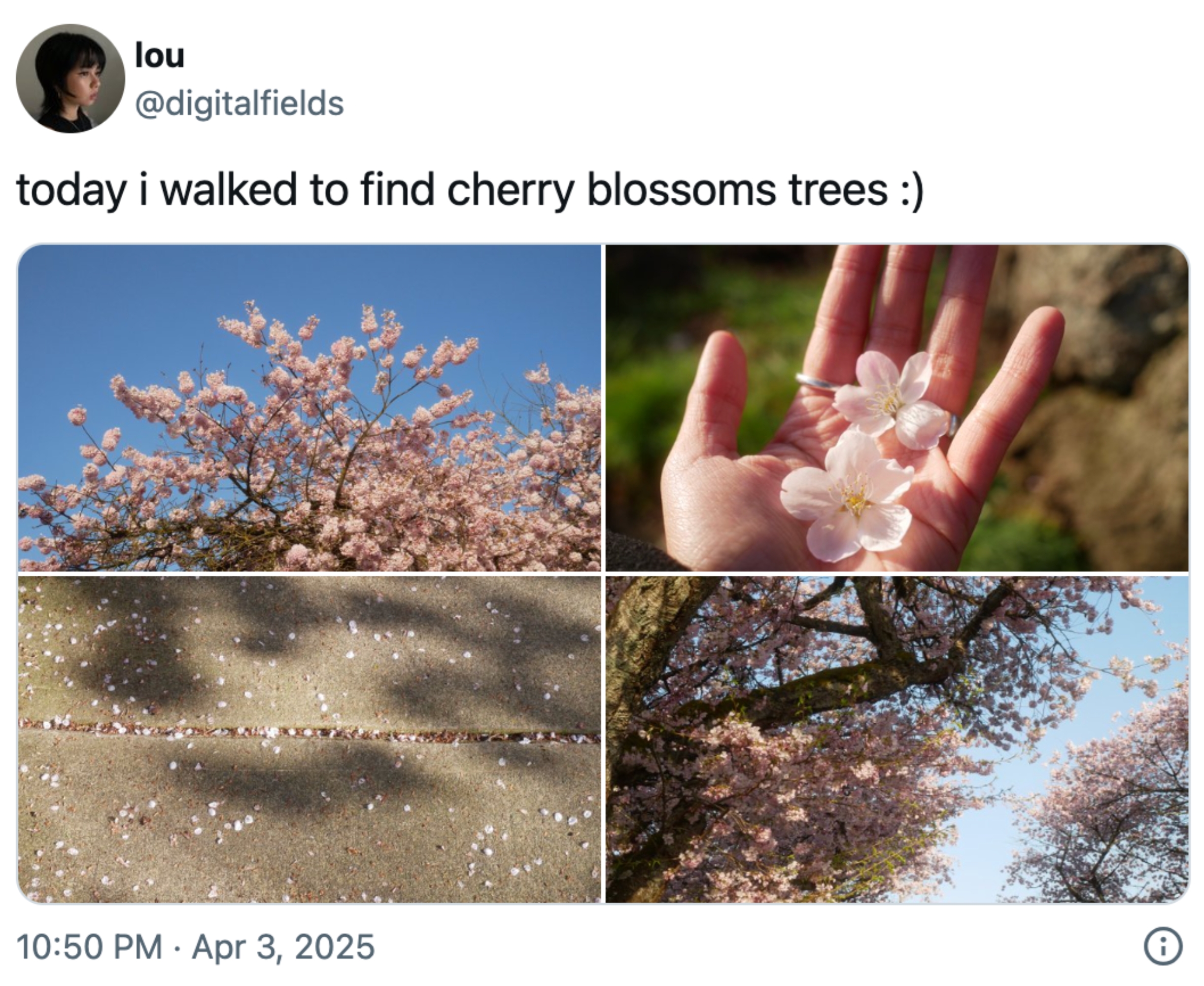 Fire bilder av kirsebærblomster: tregrener, blomster i en hånd, kronblad på fortau og blomster mot himmelen. Tweeten nevner en tur