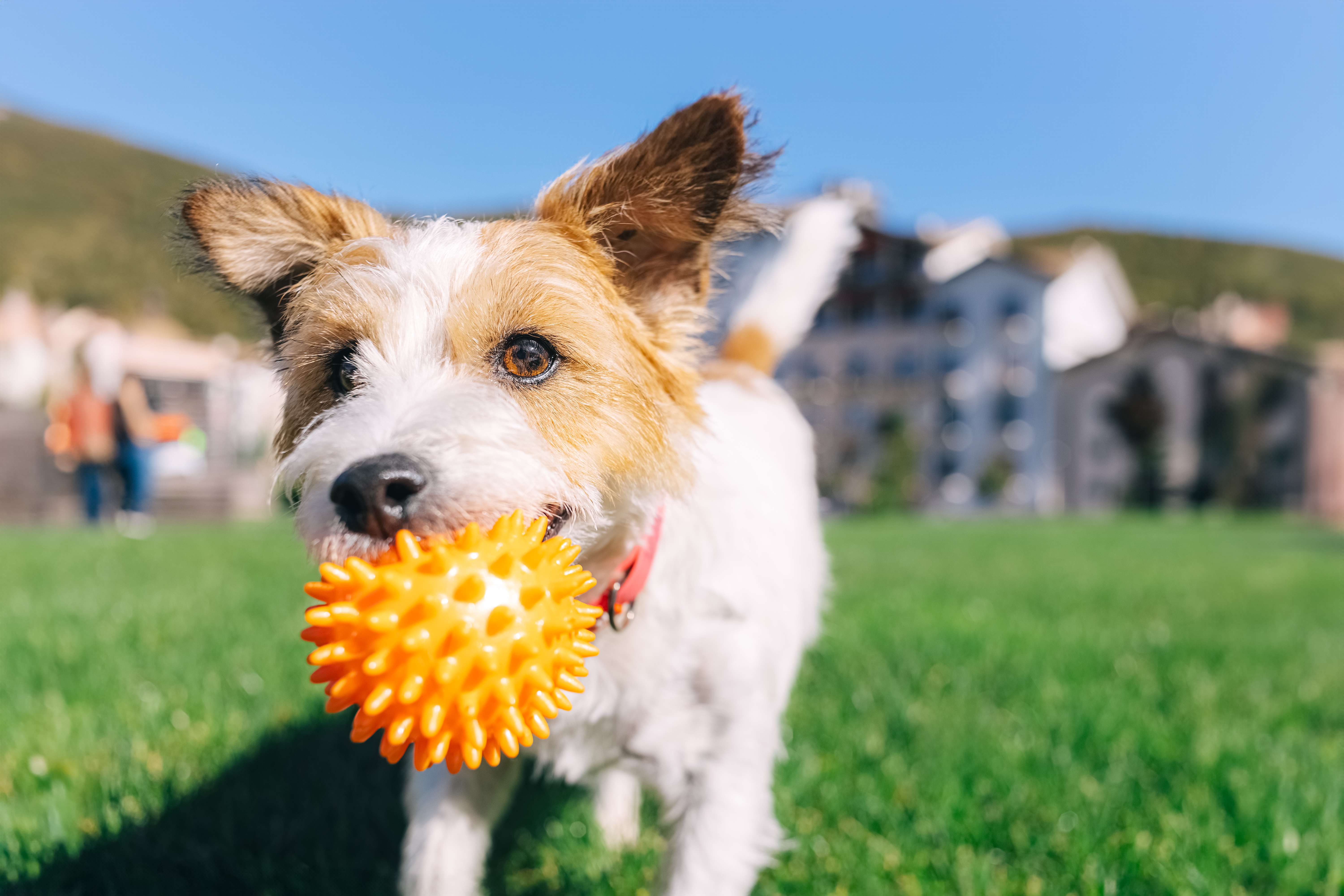 Dog playing in a grassy field.