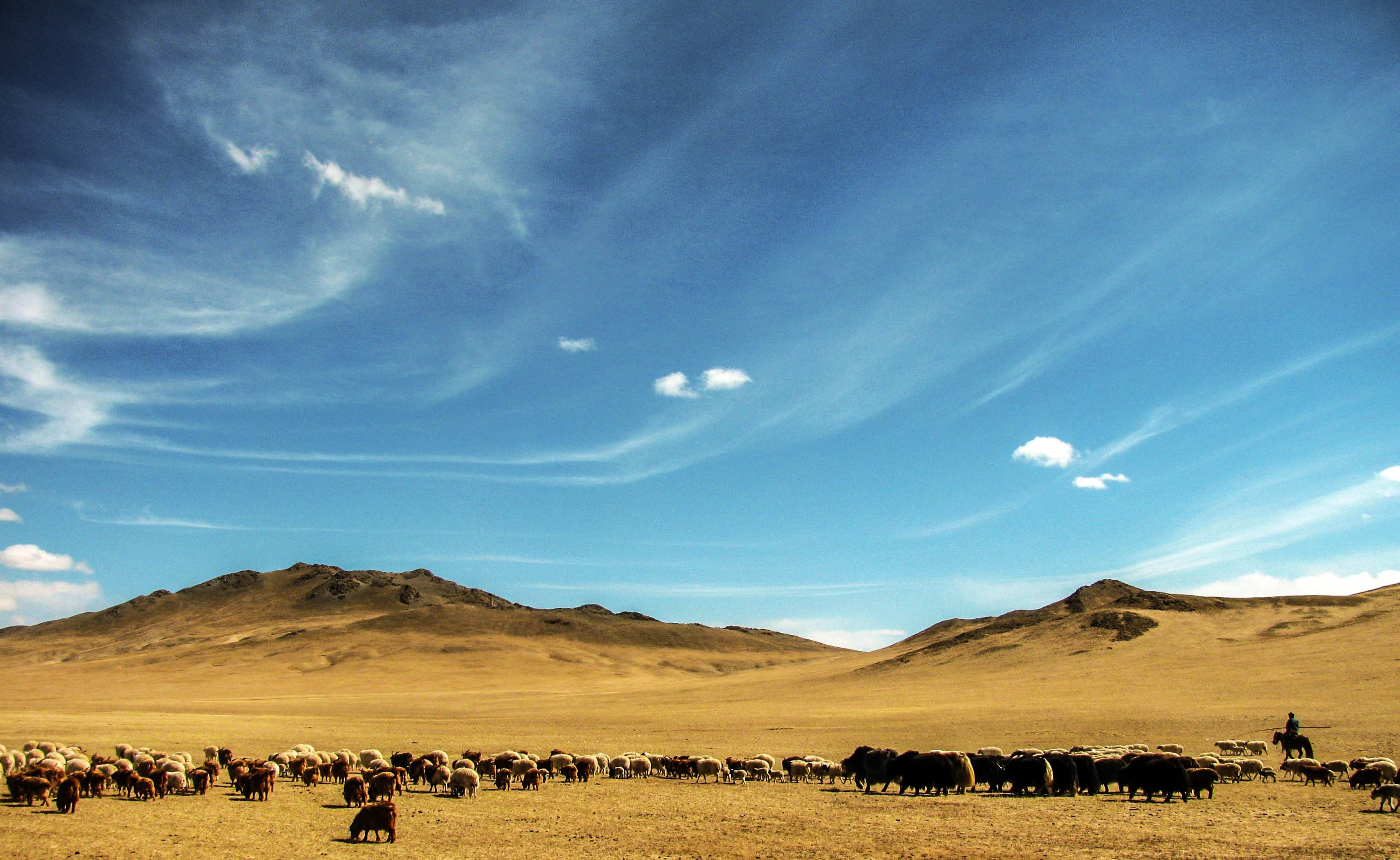 A vast landscape with a herd of sheep grazing and a distant rider on horseback under a wide, open sky with mountains in the background