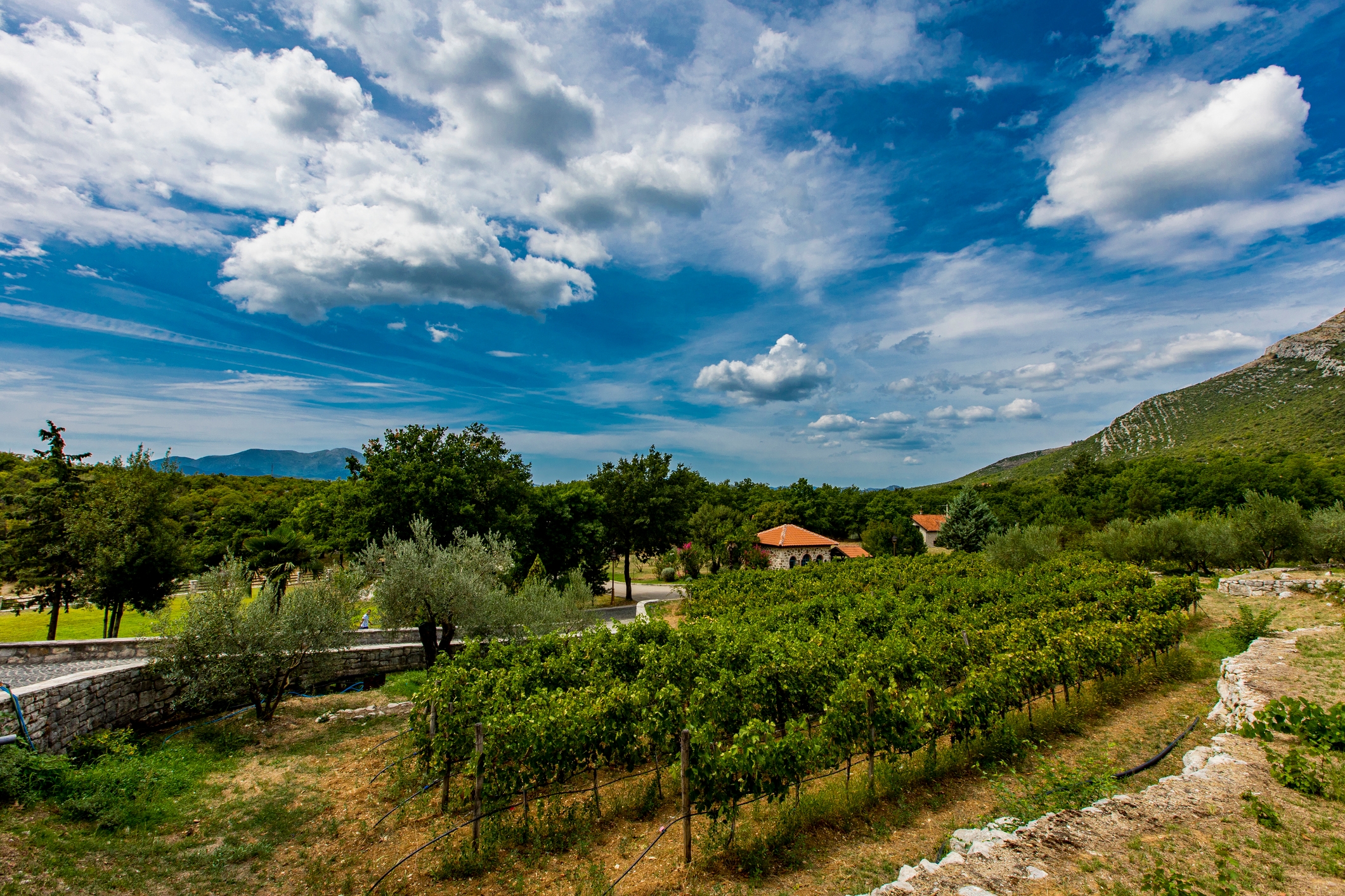 Vineyard landscape with rolling hills and patches of trees under a cloudy sky. A small house is nestled in the greenery