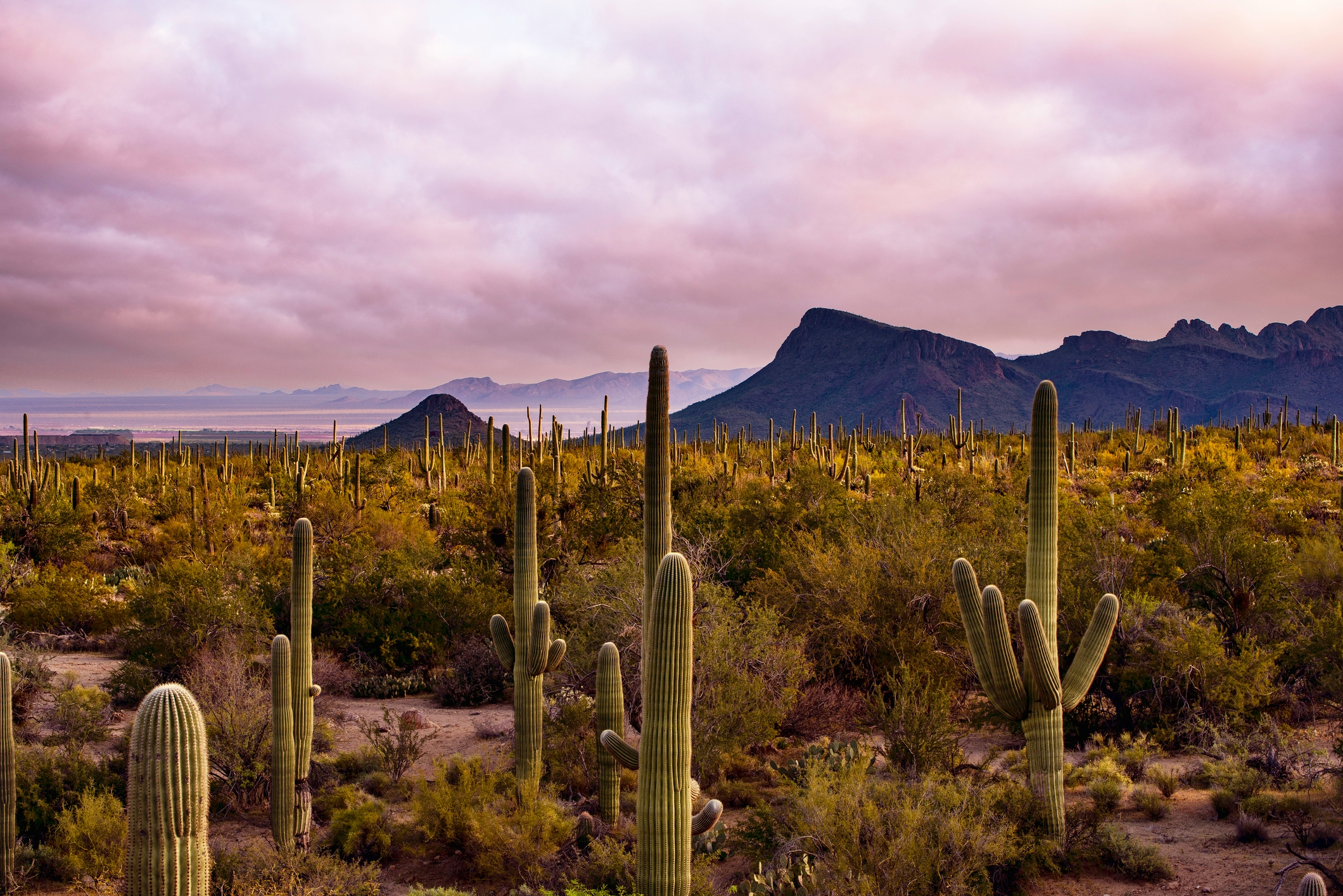Desert landscape with tall cacti scattered across the foreground and mountain range in the background under a cloudy sky
