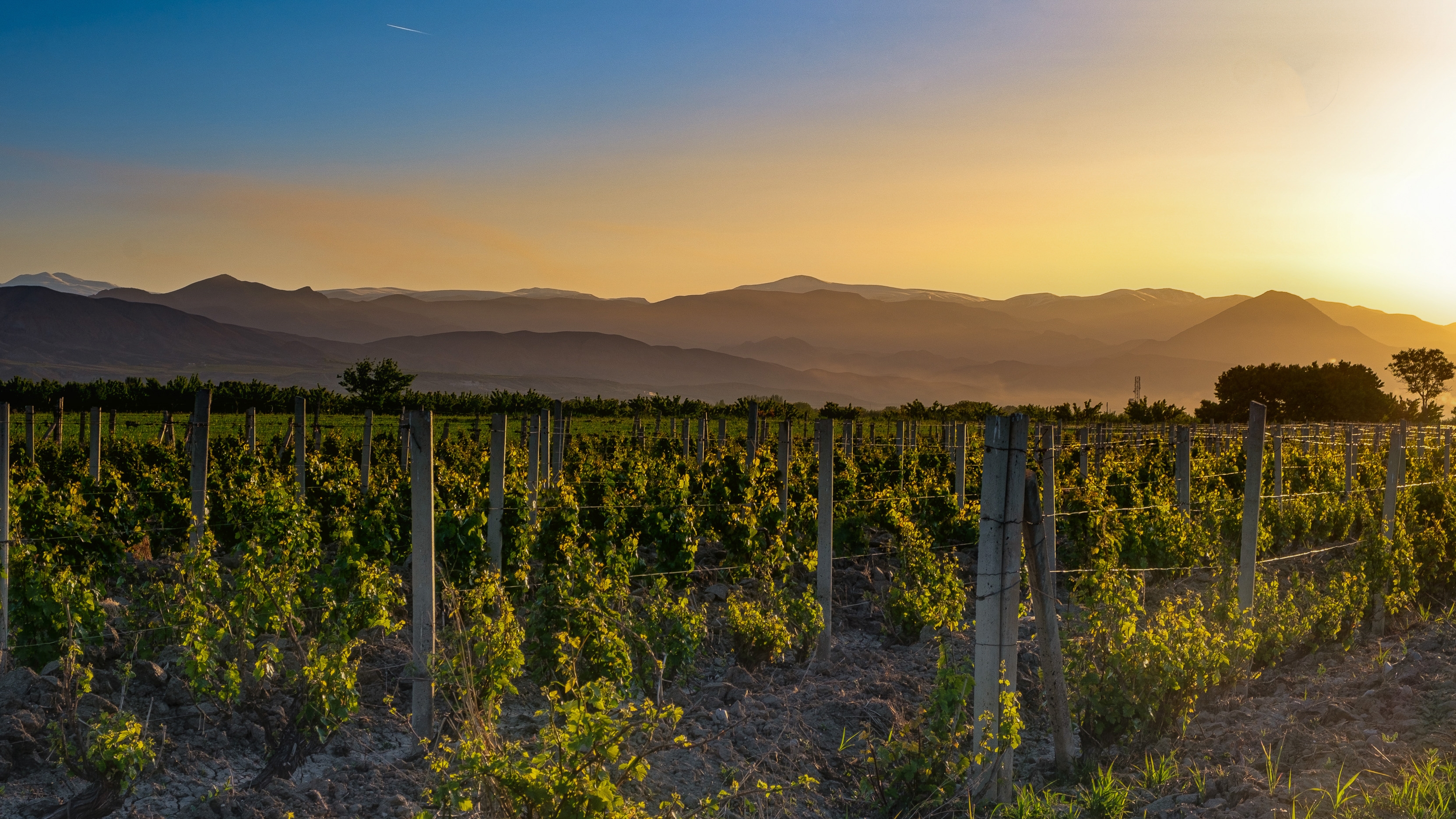 Vineyard rows under a clear sunset sky, with distant silhouetted mountains creating a serene landscape