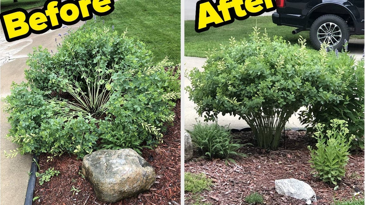 Before and after comparison of a trimmed shrub in a garden bed, with decorative stones and a truck parked nearby