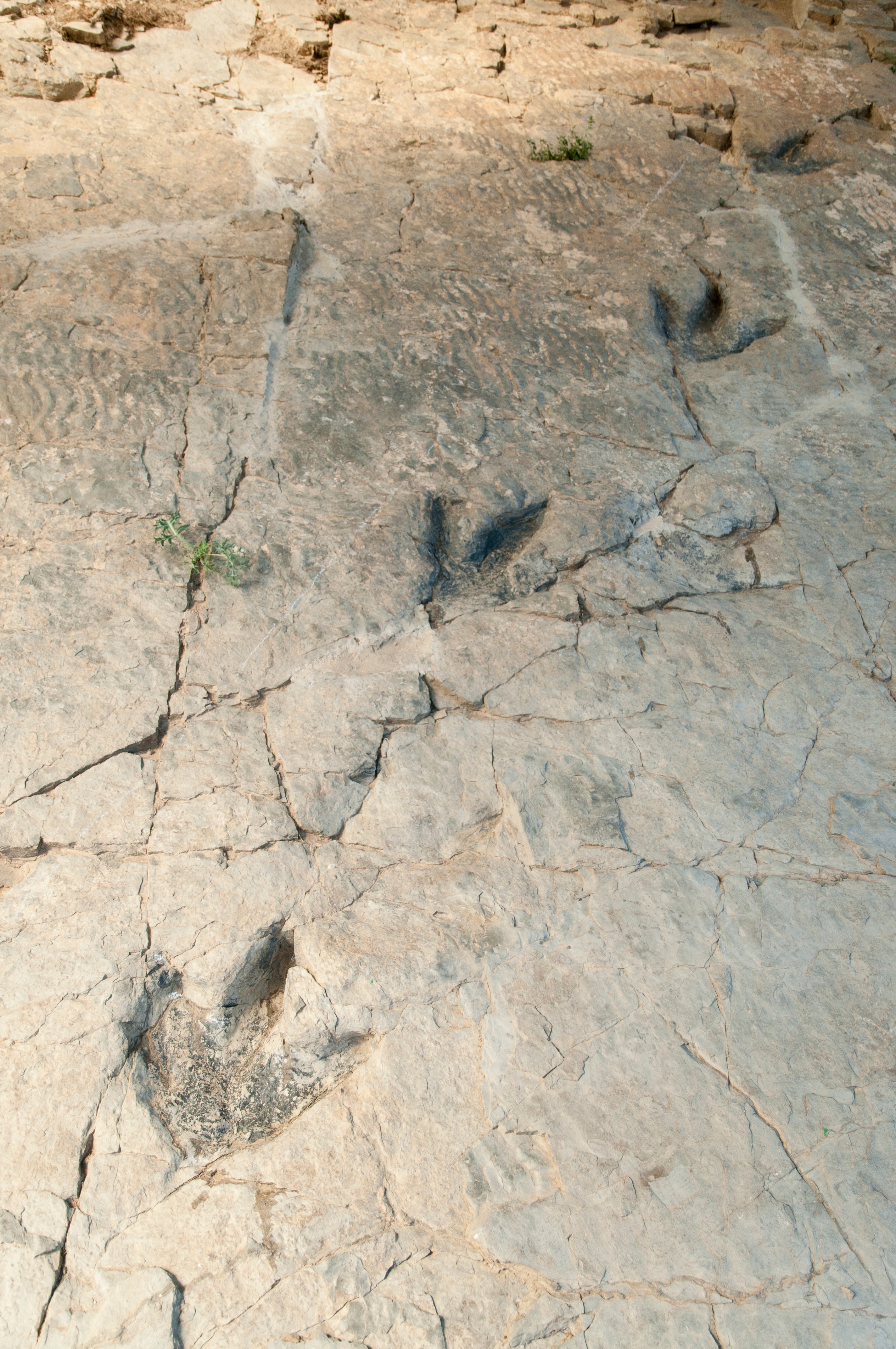 Dinosaur footprints fossilized in stone, showing distinct, three-toed impressions in a rocky surface