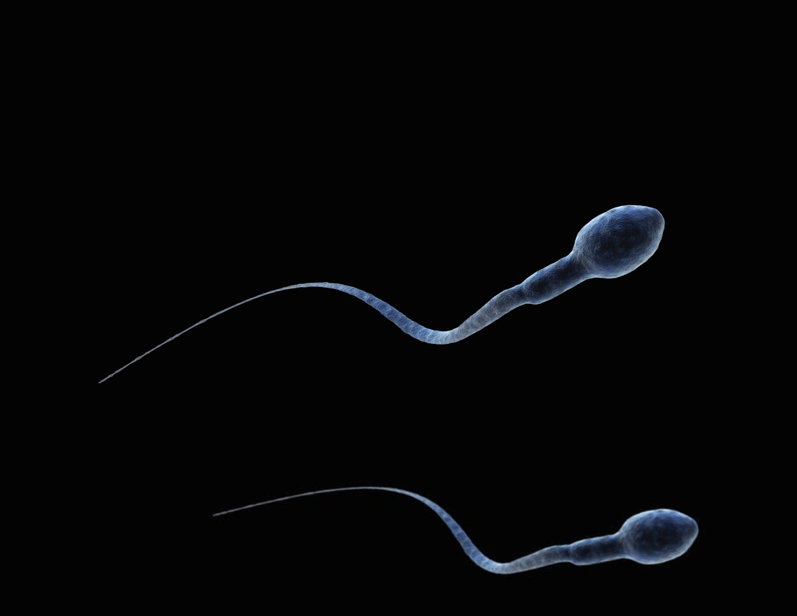 Illustration of a single sperm cell on a black background, showing its head and long tail