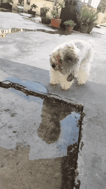 A fluffy dog cautiously observes its reflection in a puddle on a patio surrounded by potted plants