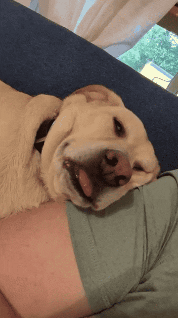 Dog lying on a couch, looking relaxed with its tongue playfully sticking out
