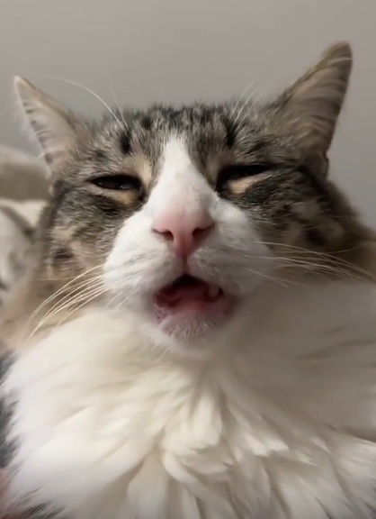Fluffy cat mid-yawn, eyes half-closed, sitting indoors
