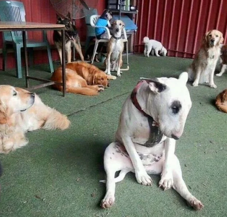 Several dogs lounging on a patio; one bull terrier sits upright, appearing human-like among the other relaxed dogs