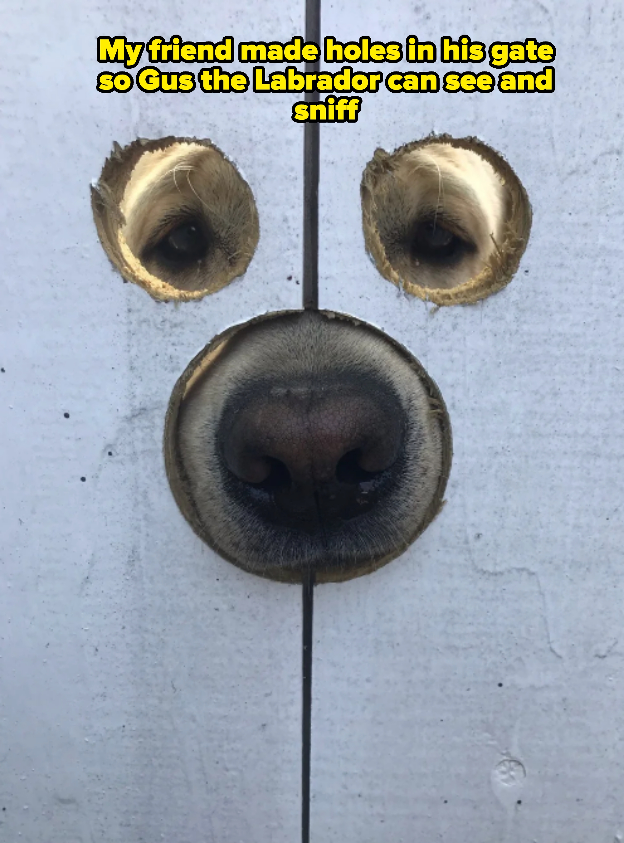 Dog nose and eyes peeking through holes in a wooden fence. Playful and curious expression visible
