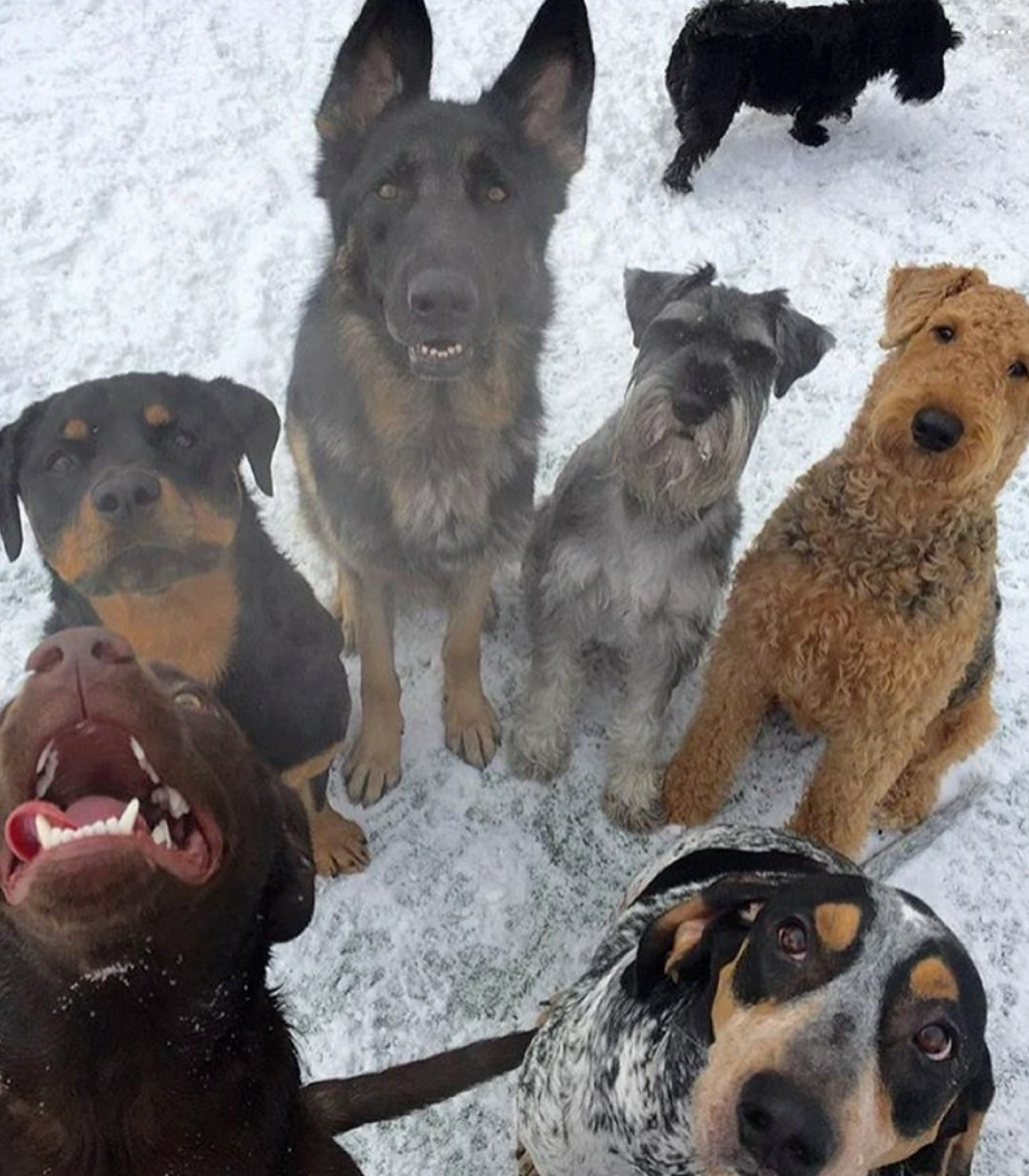 Group of six dogs of various breeds, including a Labrador and a German Shepherd, sitting outdoors in the snow looking up at the camera