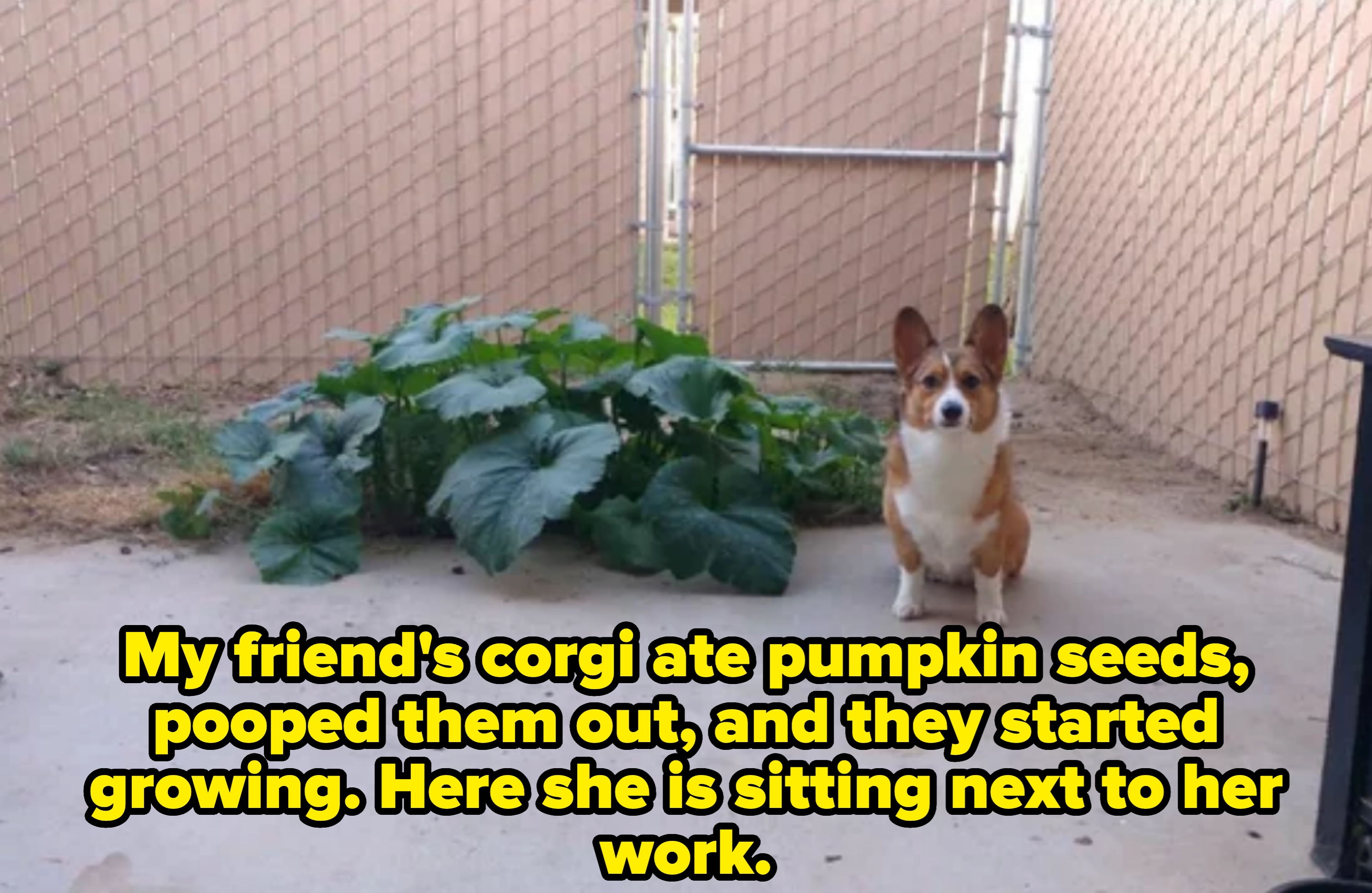 Corgi sitting on a patio beside large leaf plants, near a chain-link fence