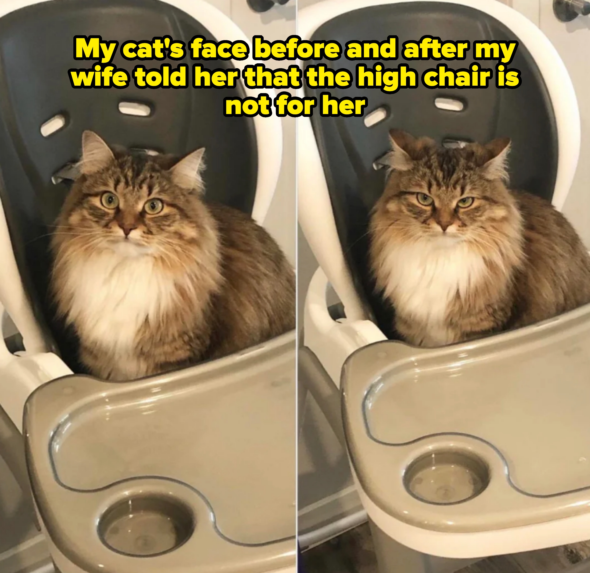 Fluffy cat sits in a high chair, looking content on the left and slightly annoyed on the right