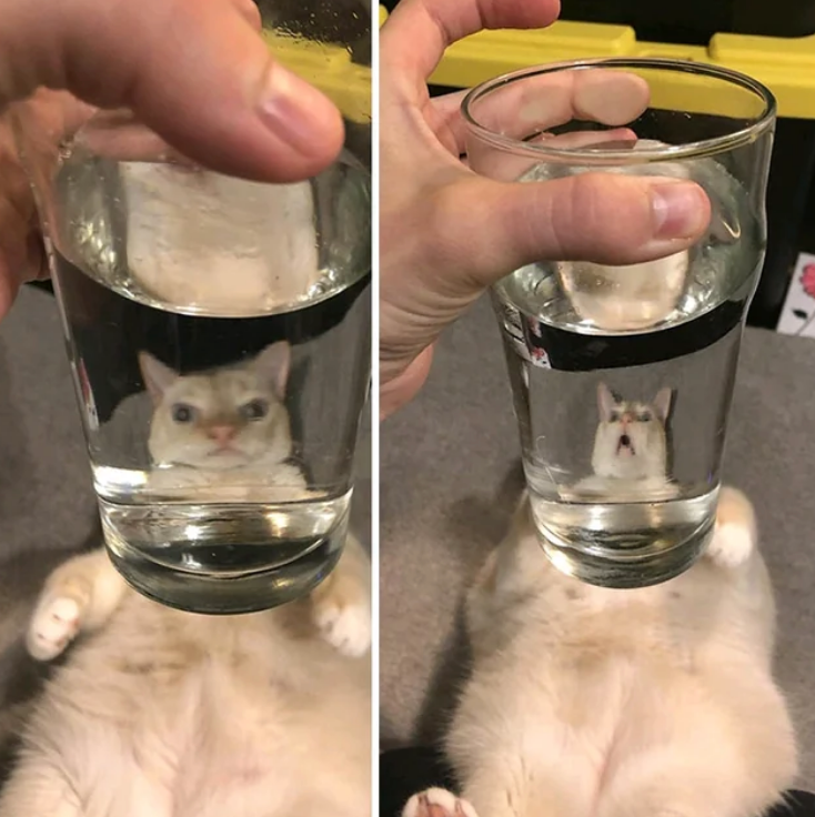 Cat seen through a glass of water, creating a funny distortion effect; its body is visible lying down behind the glass