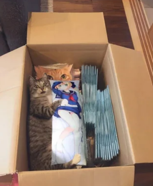 Cat lying in a box with anime-themed items and a pillow featuring a cat design
