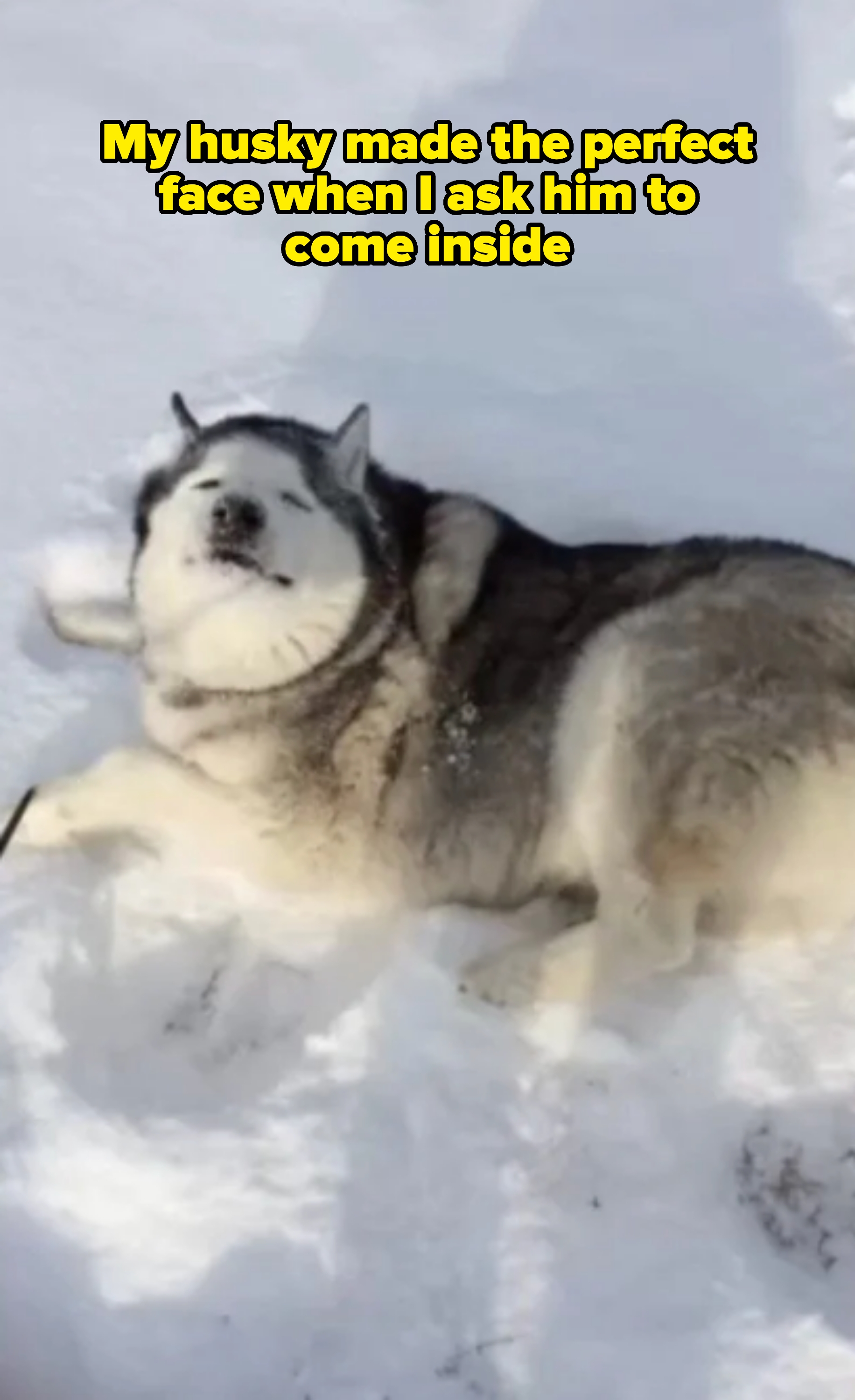 Husky lying playfully on the snow, looking up with a relaxed expression