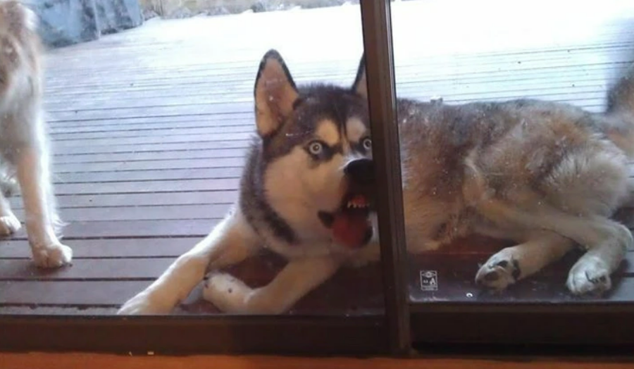 Husky lying on a wooden deck, staring through a glass door with its tongue out