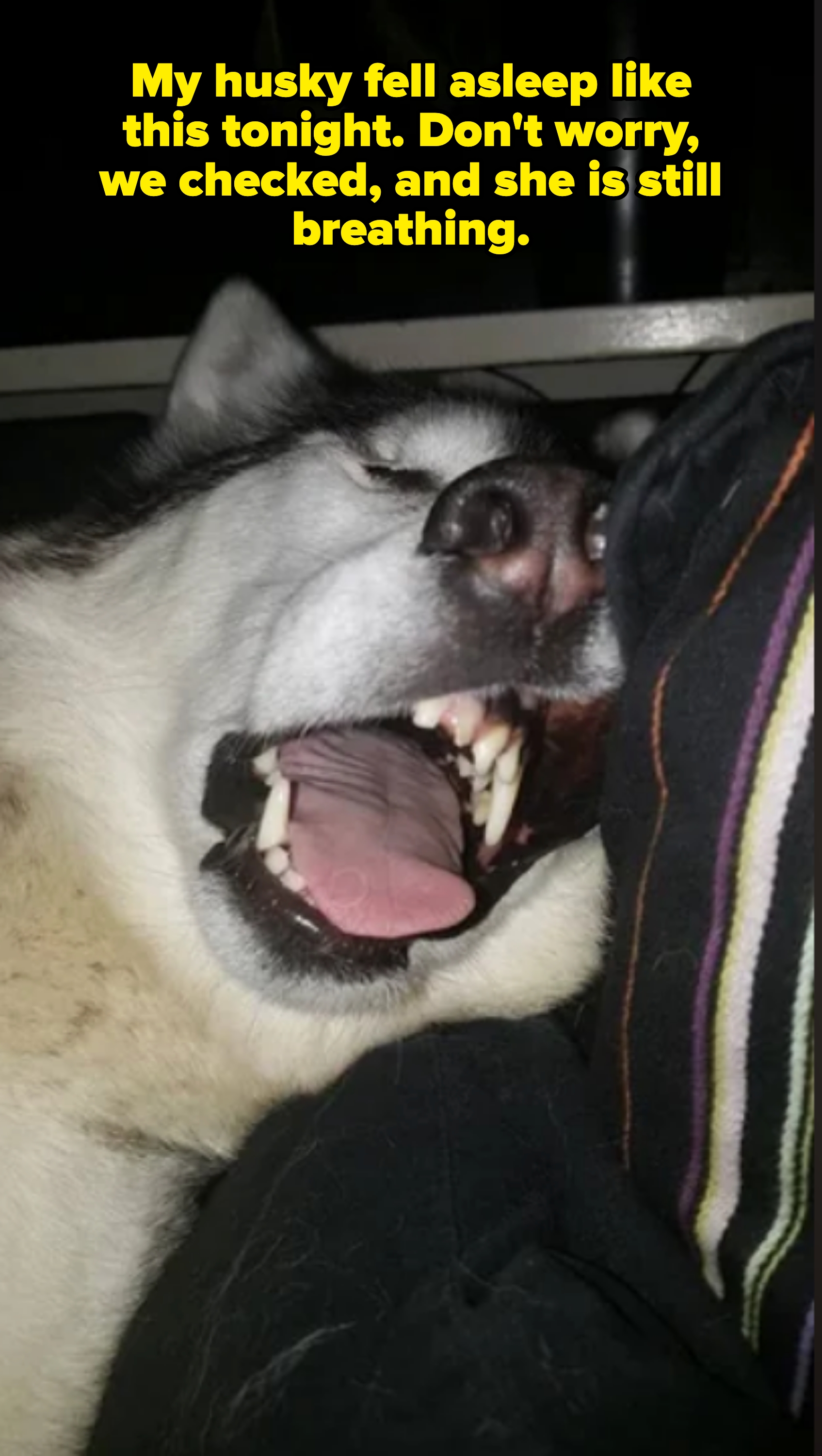 A husky with its mouth open wide in a yawn while lying on a surface with striped fabric