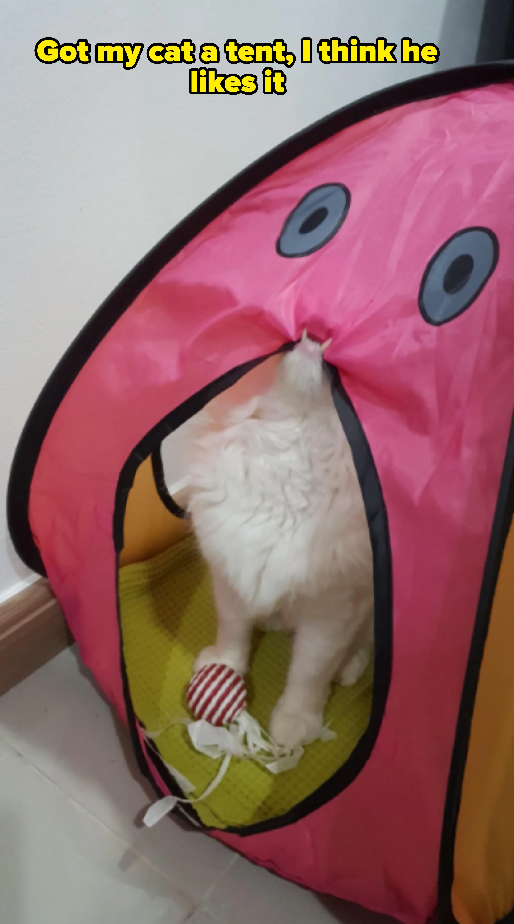 Cat partially hidden in a pink tent-like structure with a toy ball nearby