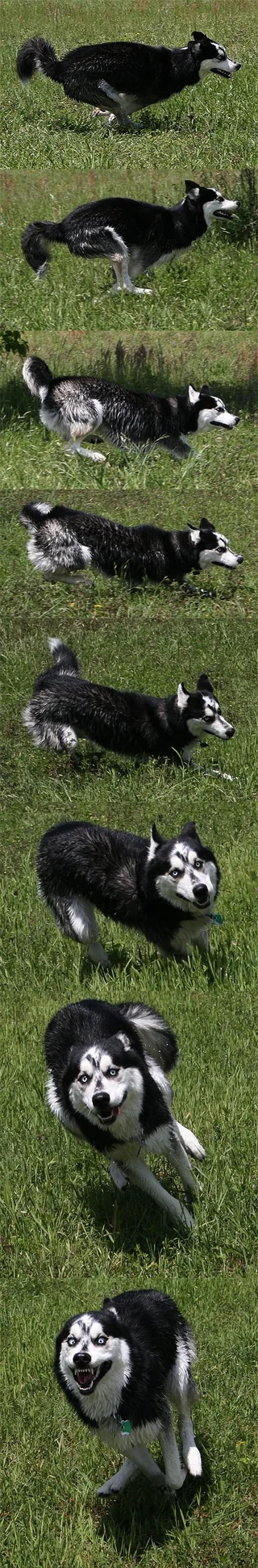 A series of images showing a Siberian Husky shaking off water, starting with a soaked coat and ending with dry, fluffed-up fur