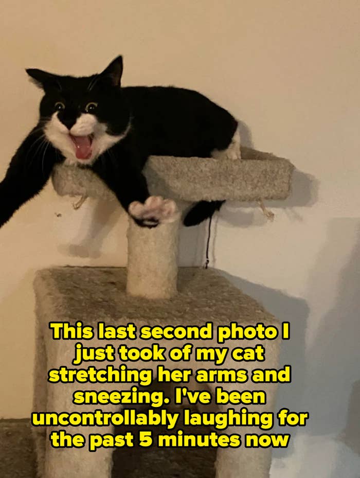 Cat looking excited on a scratching post, playfully stretching its paw forward