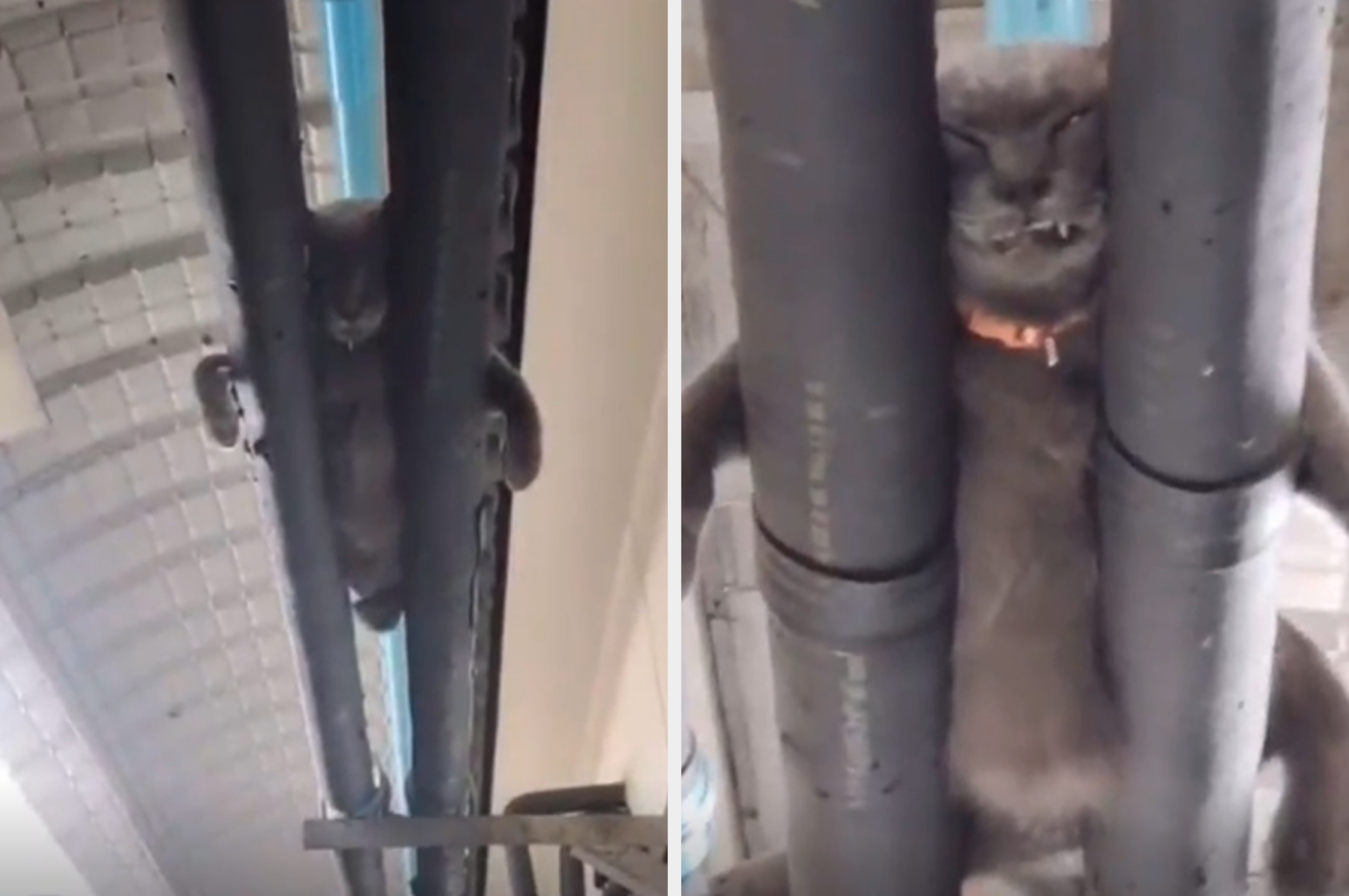 Cat stuck between metal pipes with a calm expression