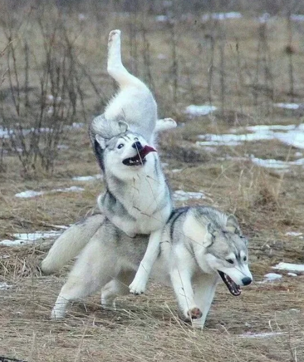 Two huskies playfully tumble in a field, with one mid-air on top of the other, showcasing their energetic and lively nature