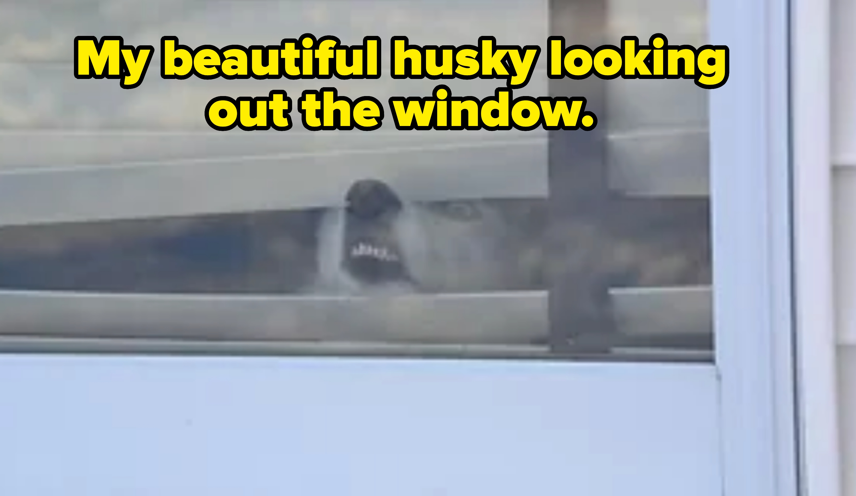 Dog peeks through blinds with its snout pressed against the window, creating a humorous expression