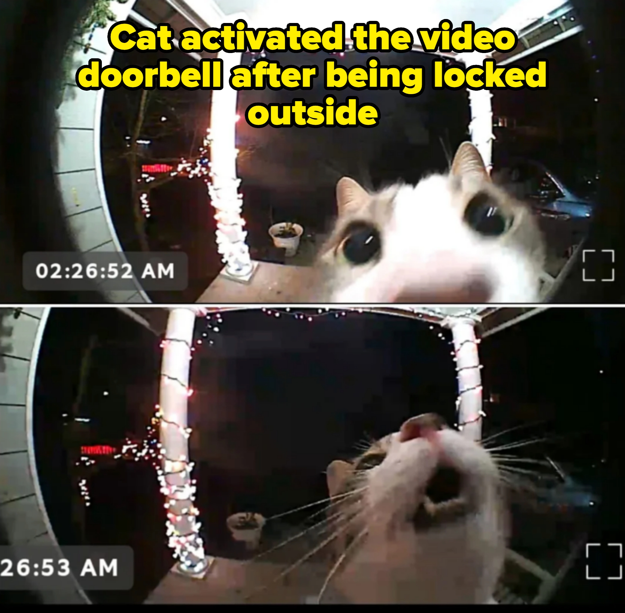 Two images show a curious cat face close to a doorbell camera at night. The cat investigates and appears to meow