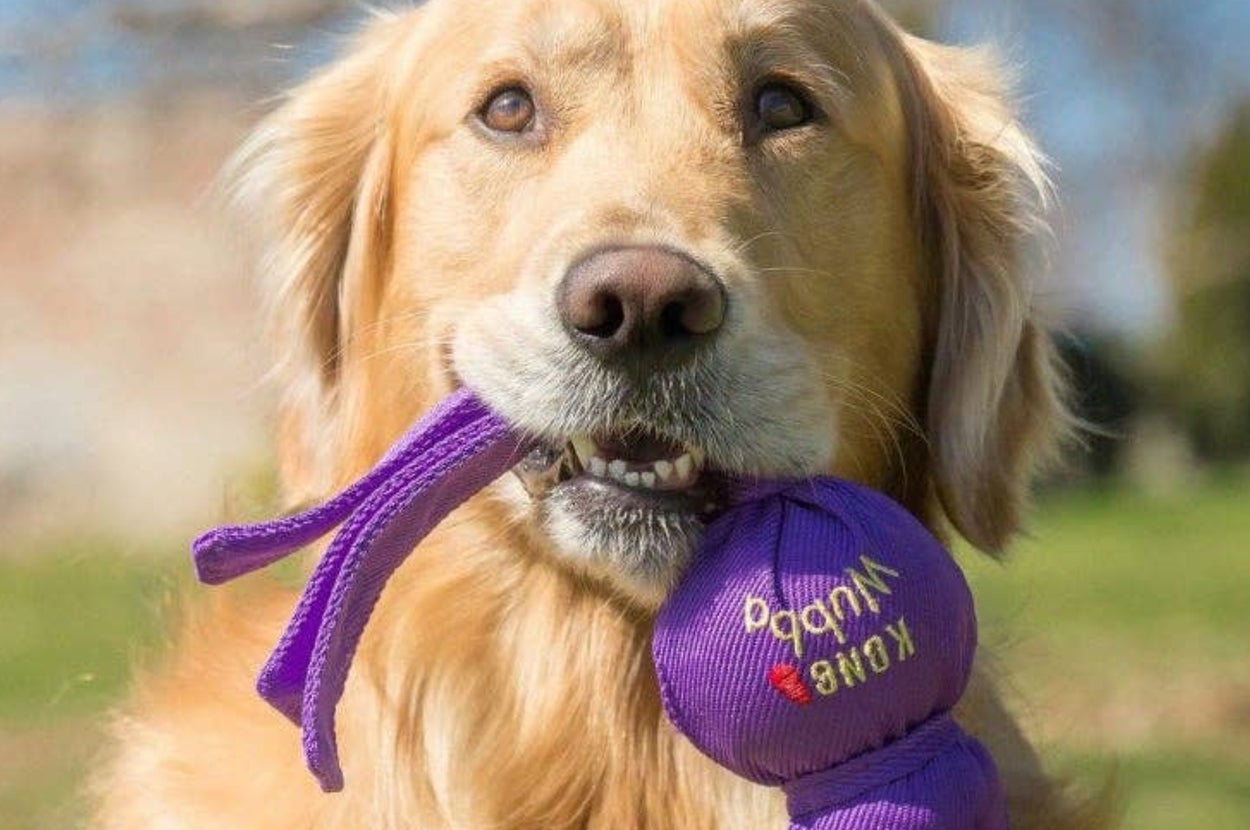 Dog enjoying the toy