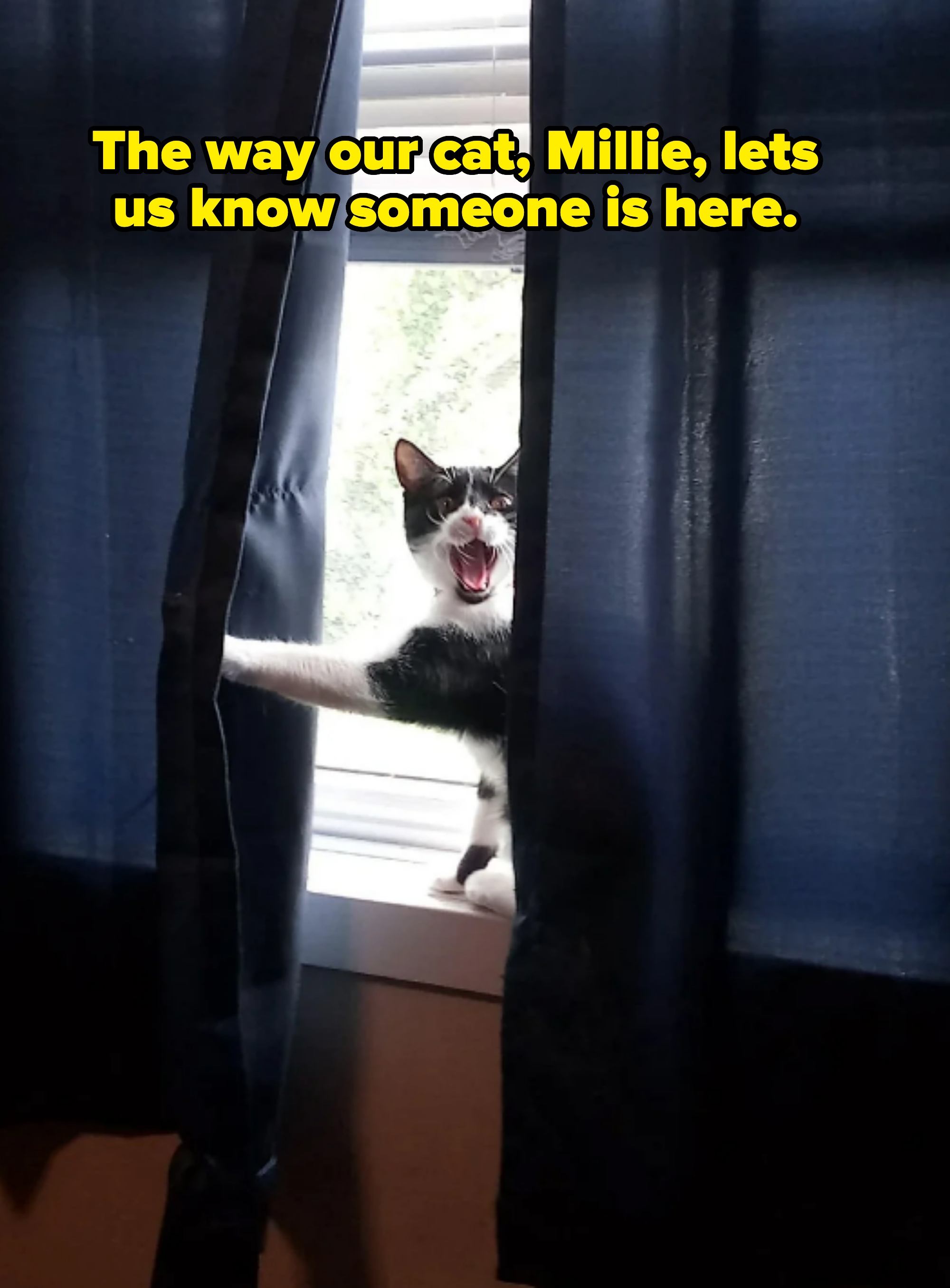 Cat playfully peeks out from a window between curtains, mouth open mid-meow or yawn, with one paw resting on the window sill