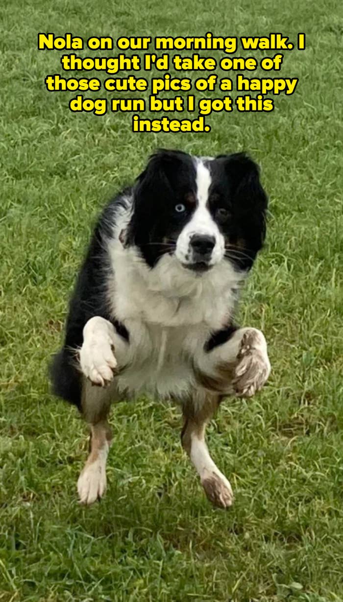 Dog mid-jump on grass, appearing excited and focused, possibly playing or performing a trick
