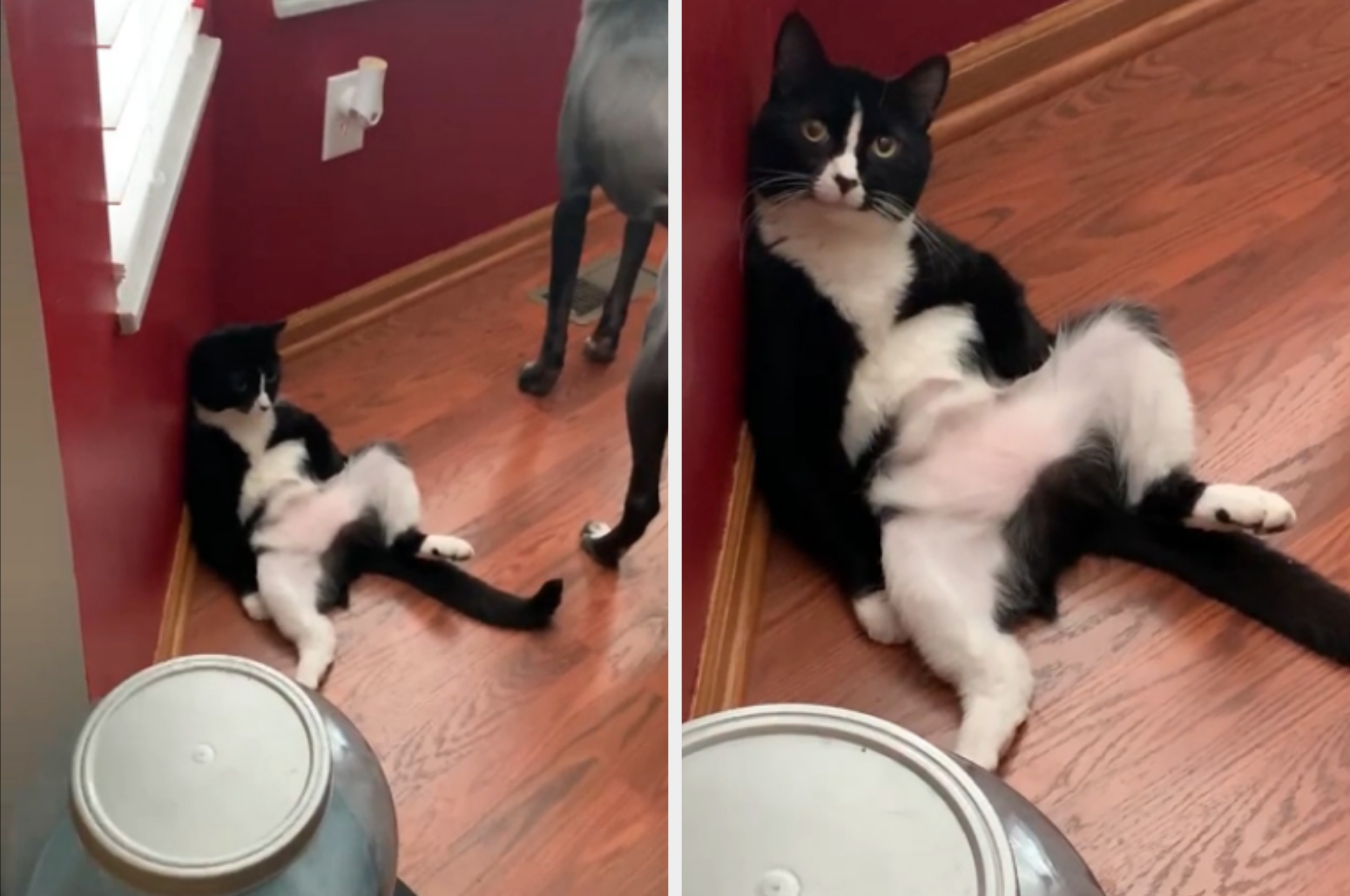 Cat lounging on the floor with back against the wall, legs stretched out, next to a dog&#x27;s hind legs