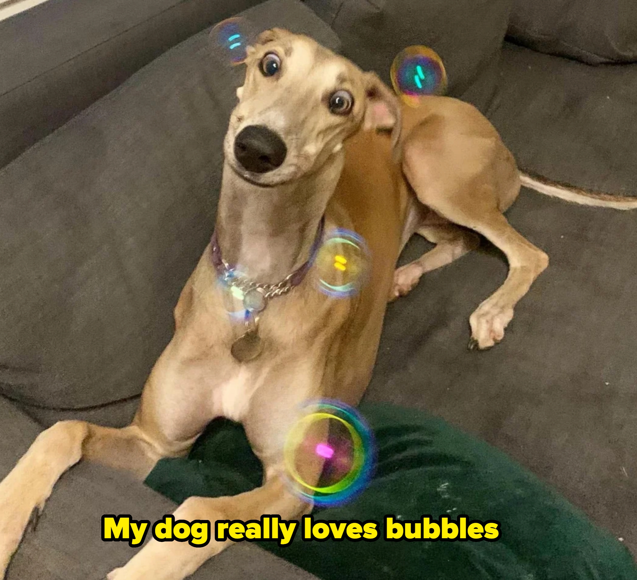 A greyhound relaxes on a couch surrounded by floating bubbles, looking playfully at the camera