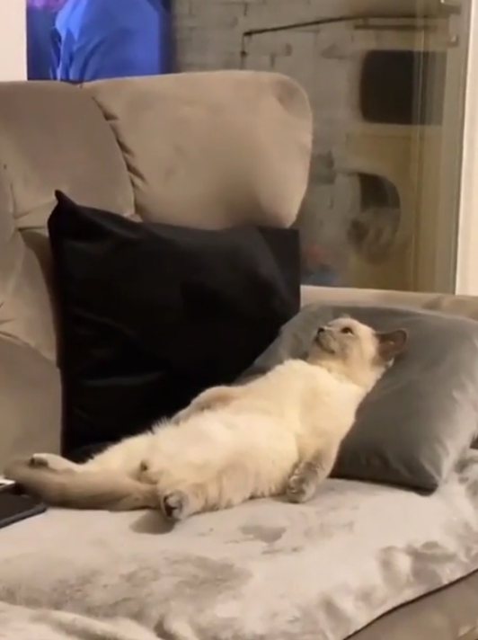 Cat lounging comfortably on a couch, leaning back on a pillow, appearing relaxed and contemplative